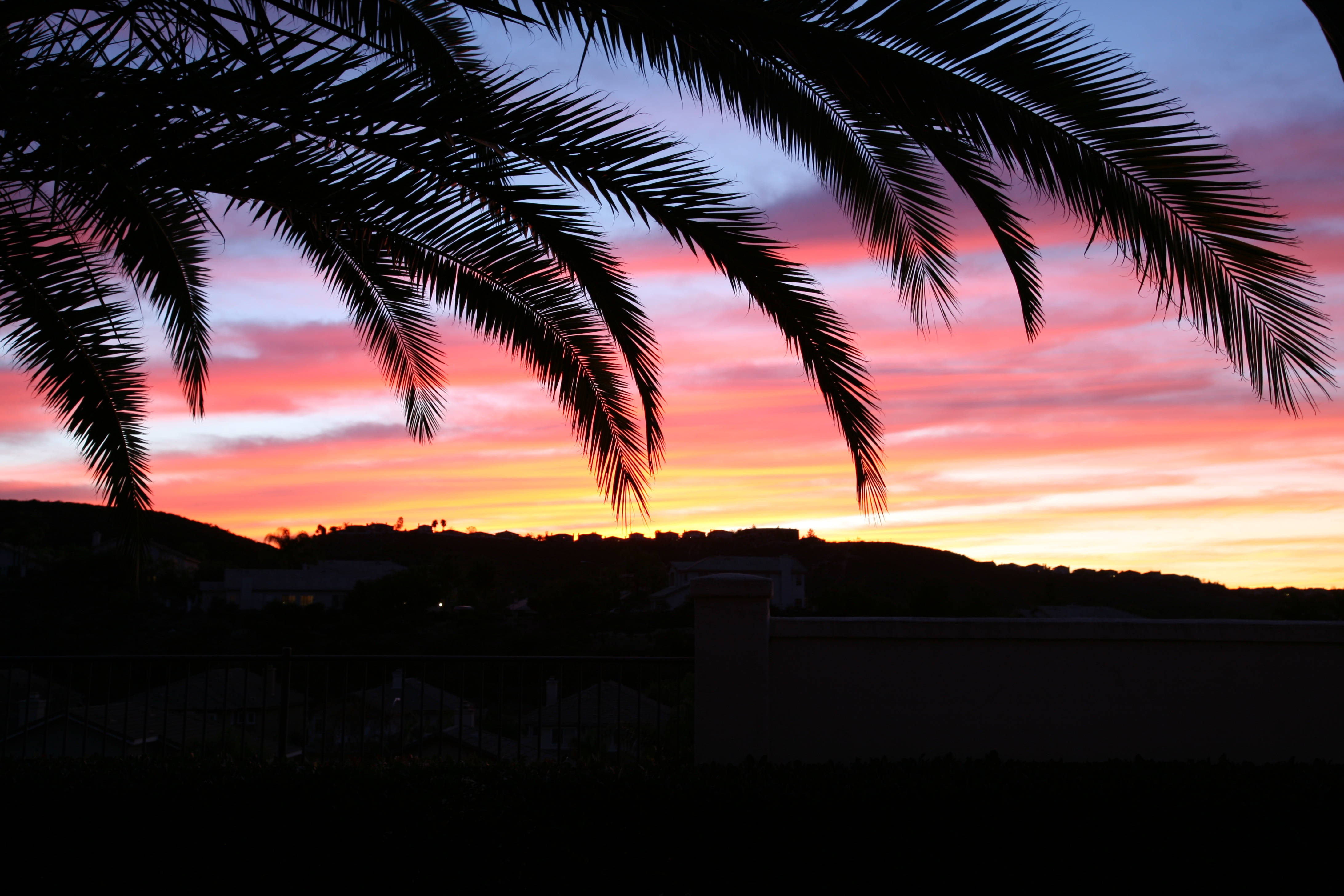 palm fronds, vibrant sunset, fiery orange pink, 4K Desktop Wallpaper