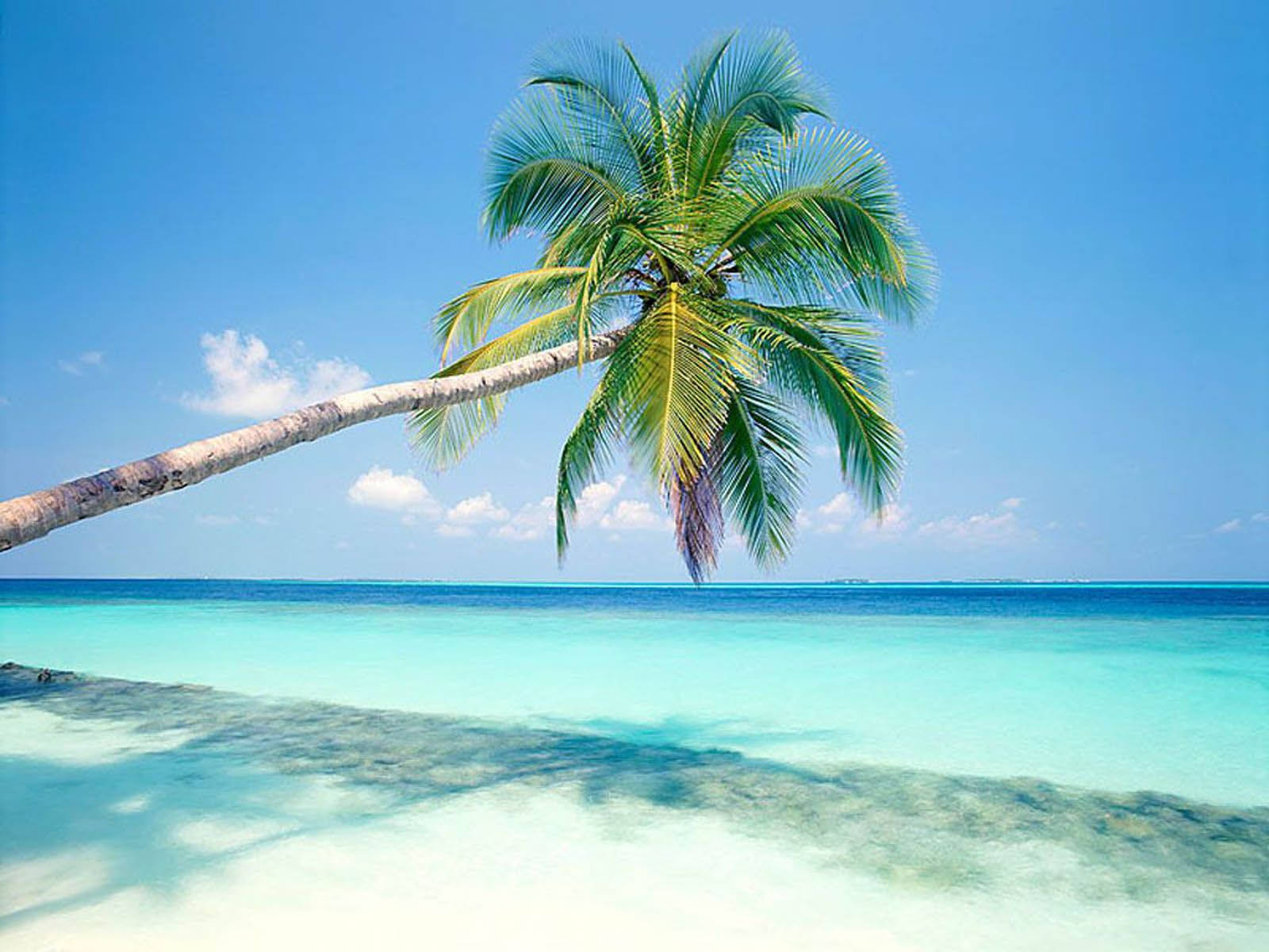 palm tree, turquoise waters, white sand beach, HD Desktop Wallpaper