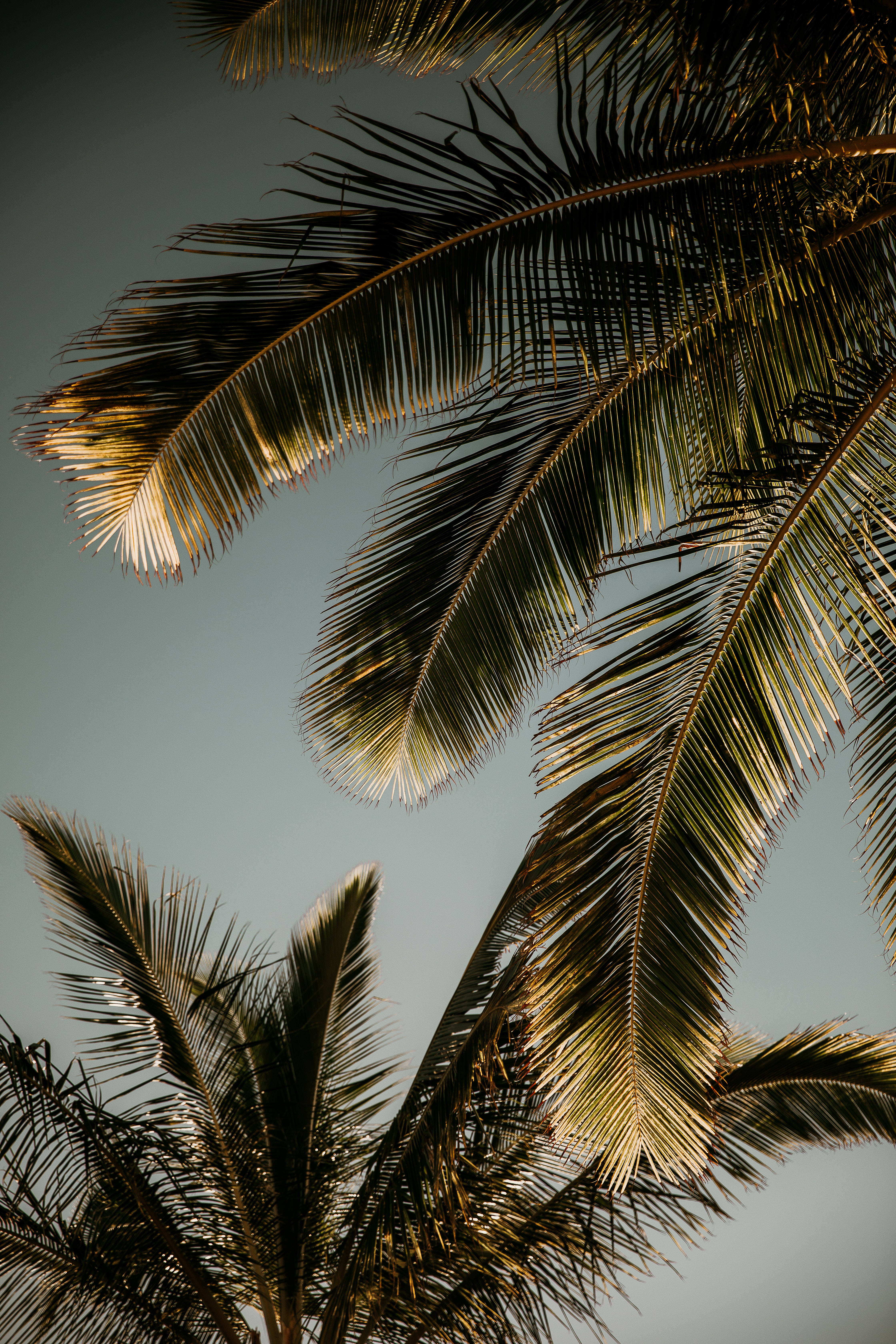 palm tree, golden sunlight, lush palm fronds, 5K Phone Wallpaper