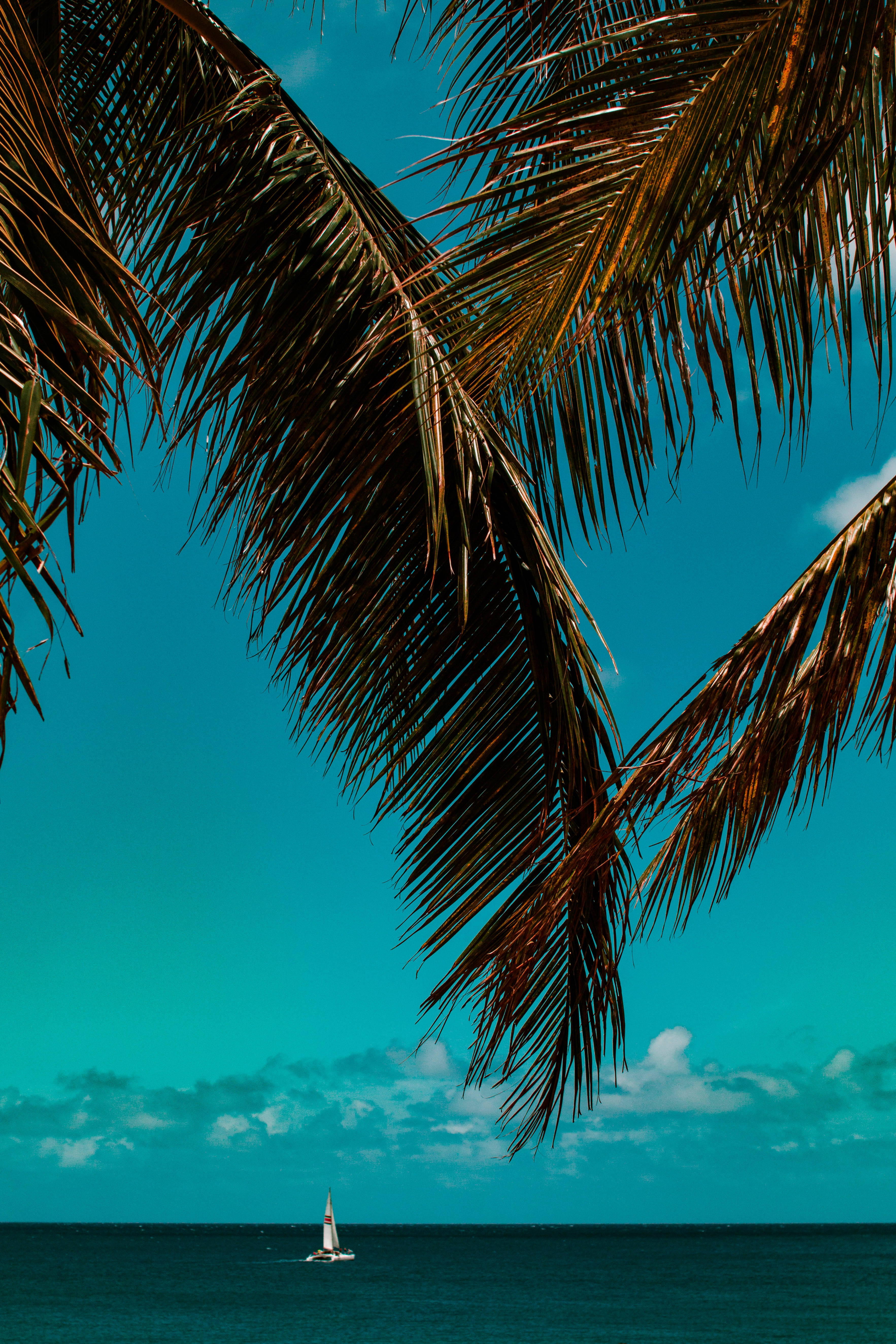 coconut palm tree, sea, sailboat, 5K Phone Wallpaper