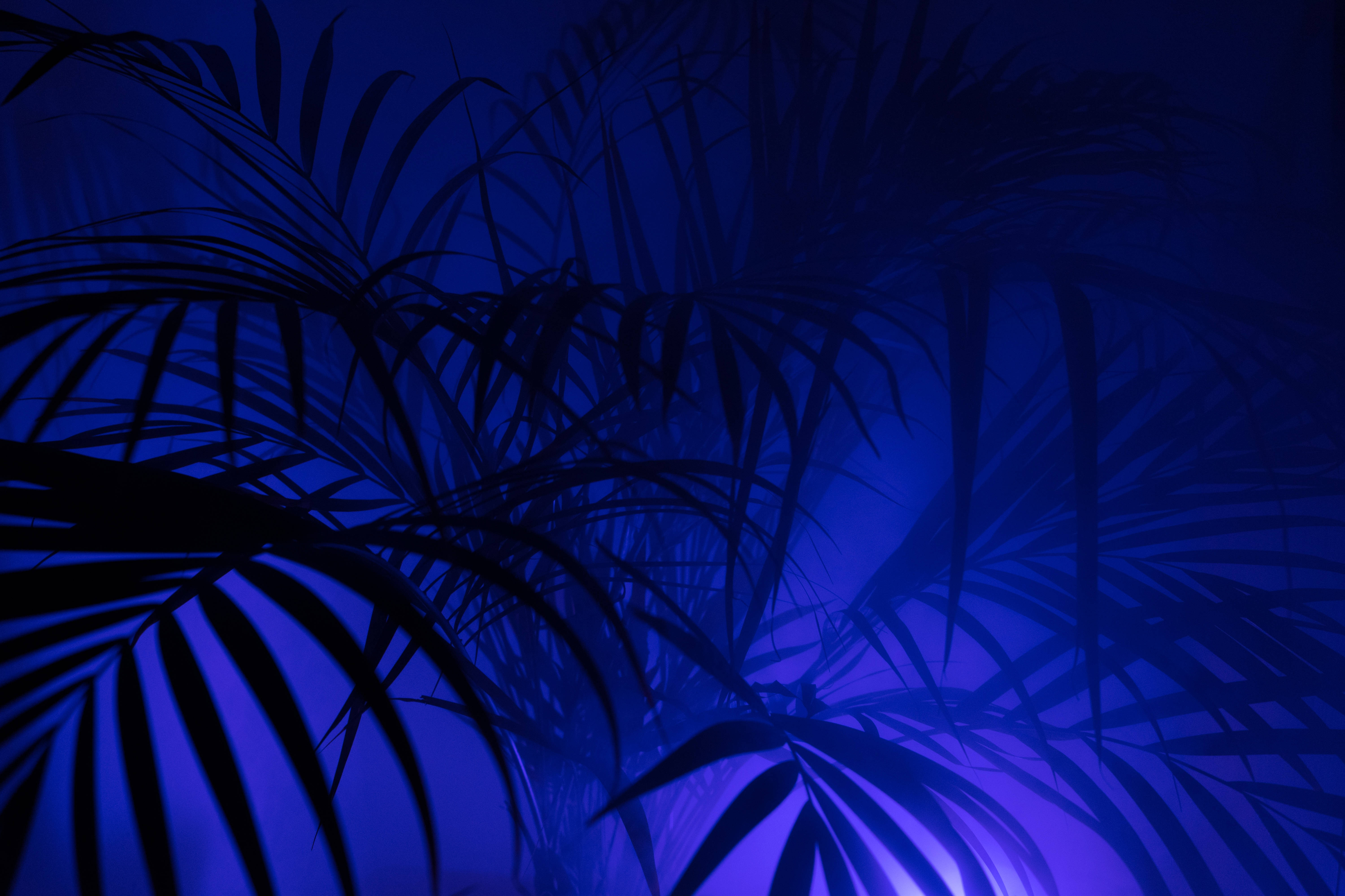 dwarf majesty palm, deep blue, purple gradient, 5K Desktop Wallpaper