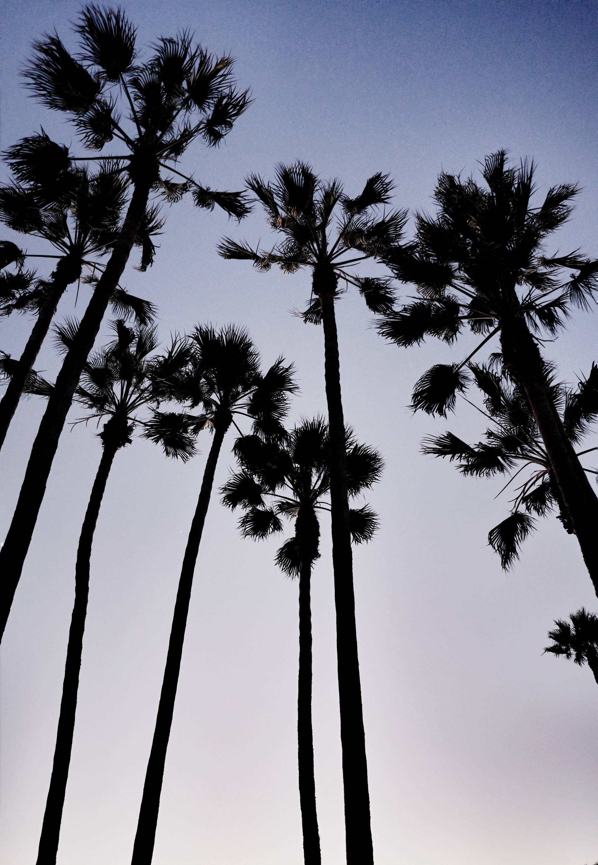 palm trees, twilight sky, deep blue, 2K Phone Wallpaper