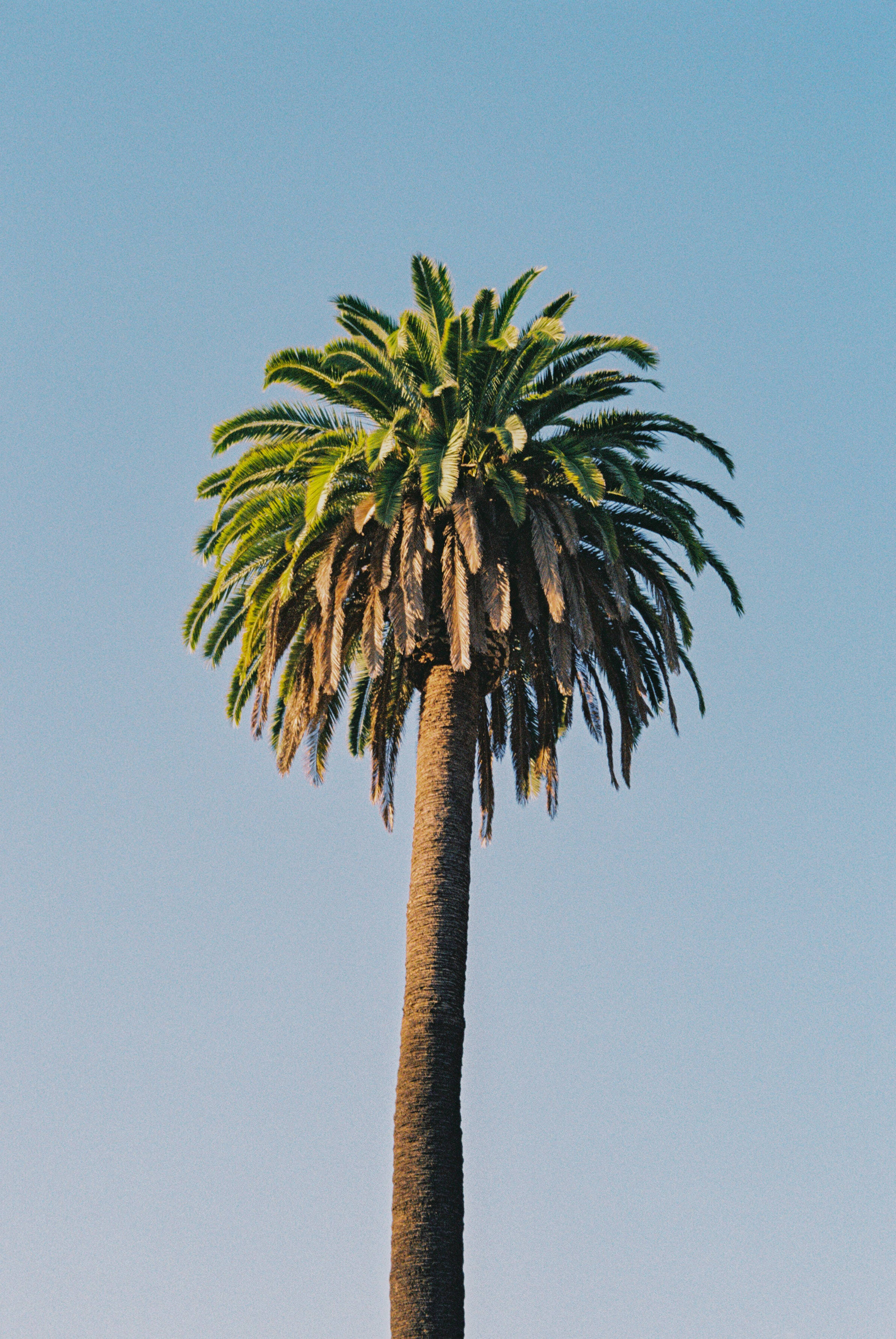 canary palm tree, lush green fronds, clear blue sky, 2K Phone Wallpaper
