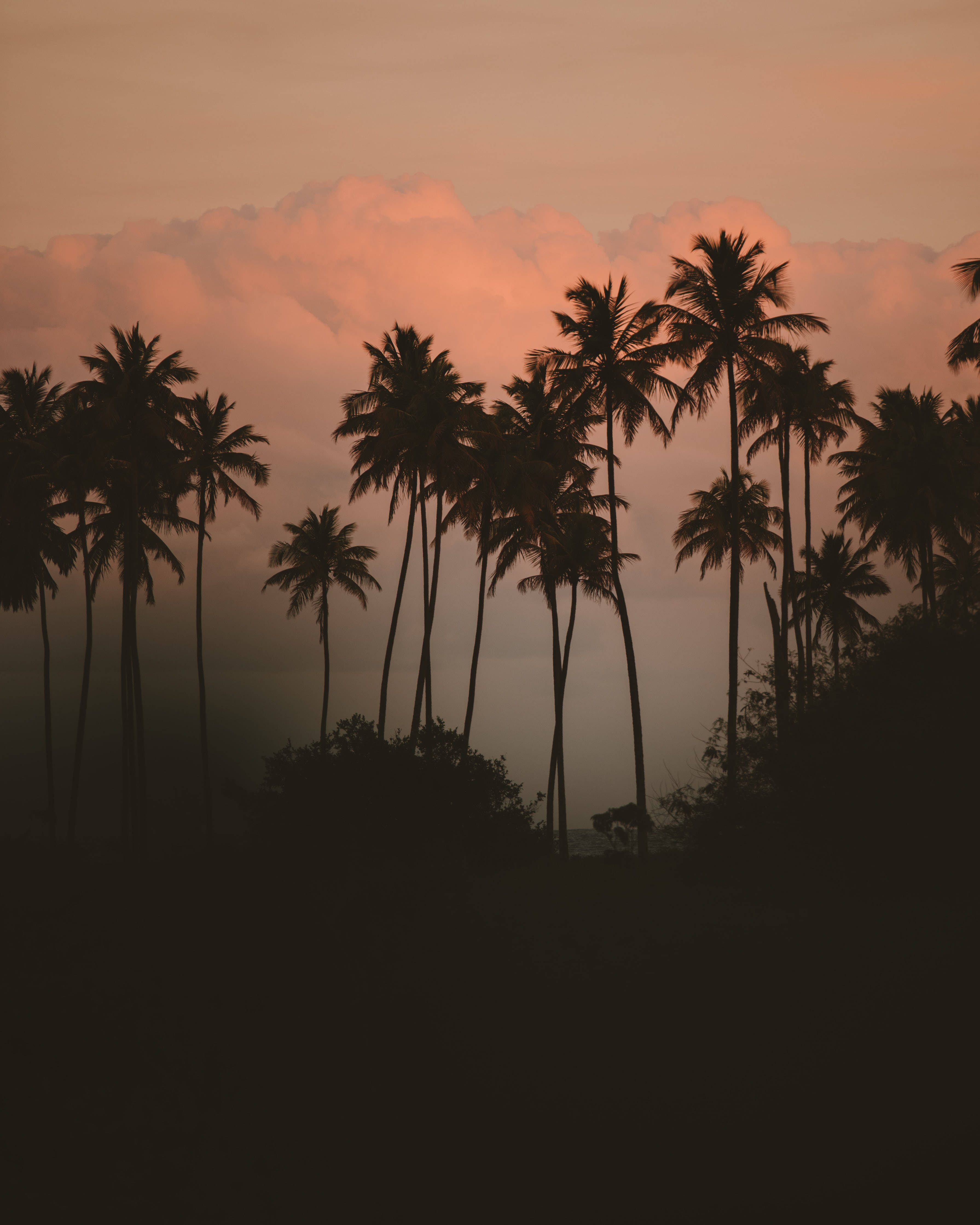palm trees, soft pink and orange sunset sky, fluffy clouds, 4K Phone Wallpaper