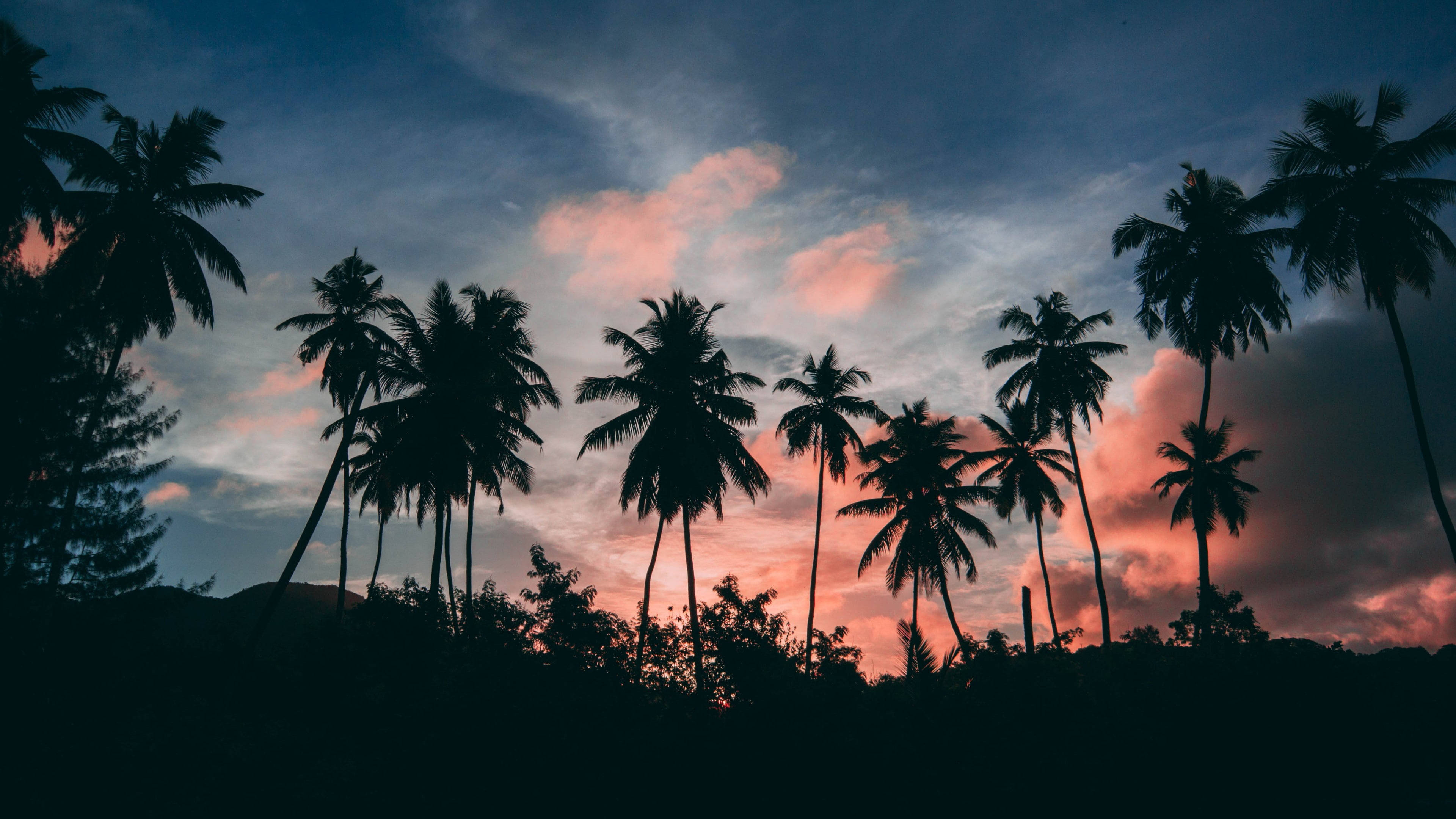 palm tree, sunset, pink, 4K Desktop Wallpaper