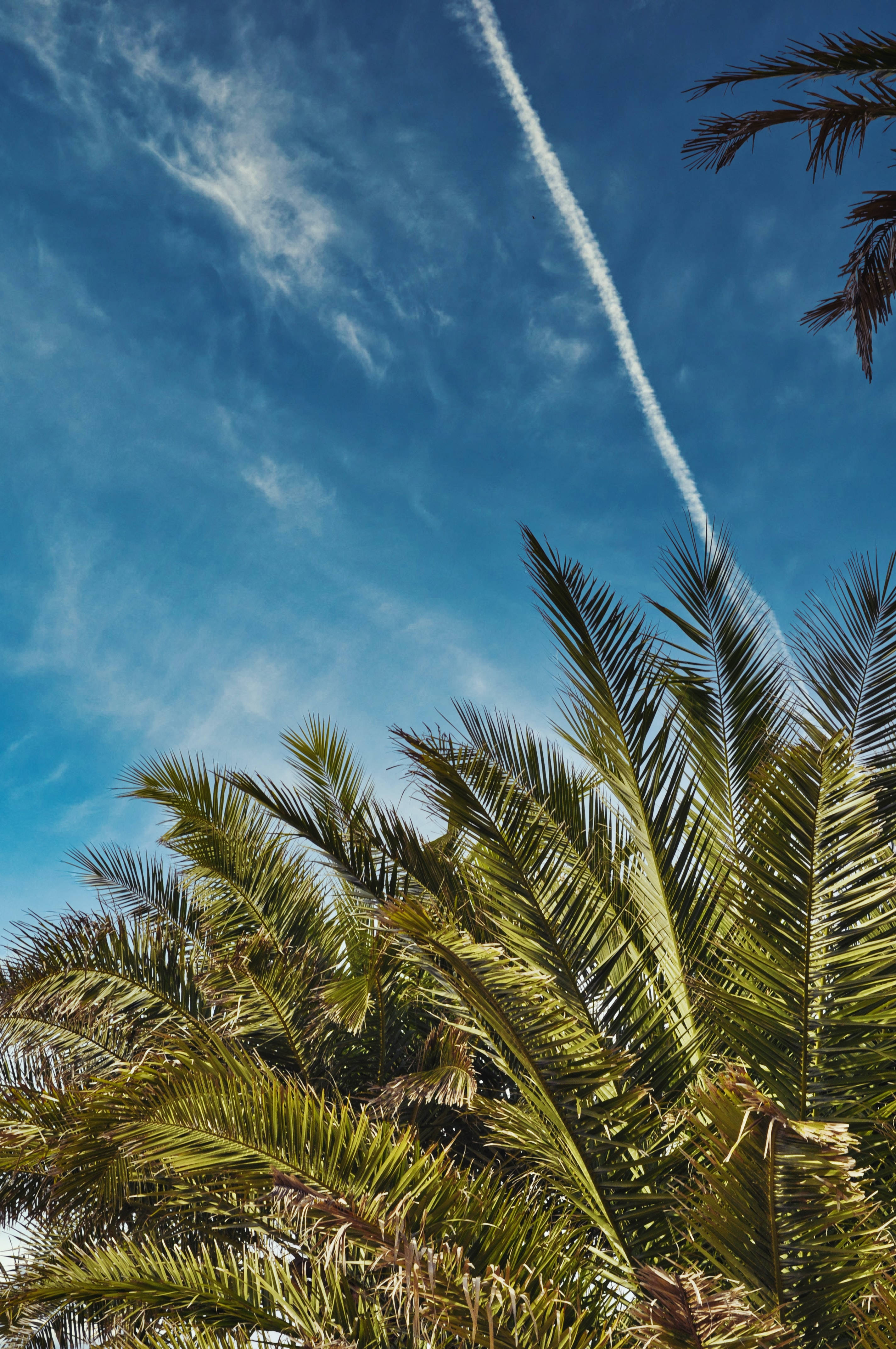 Palm trees, bright blue sky, white airplane contrail, 4K Phone Wallpaper
