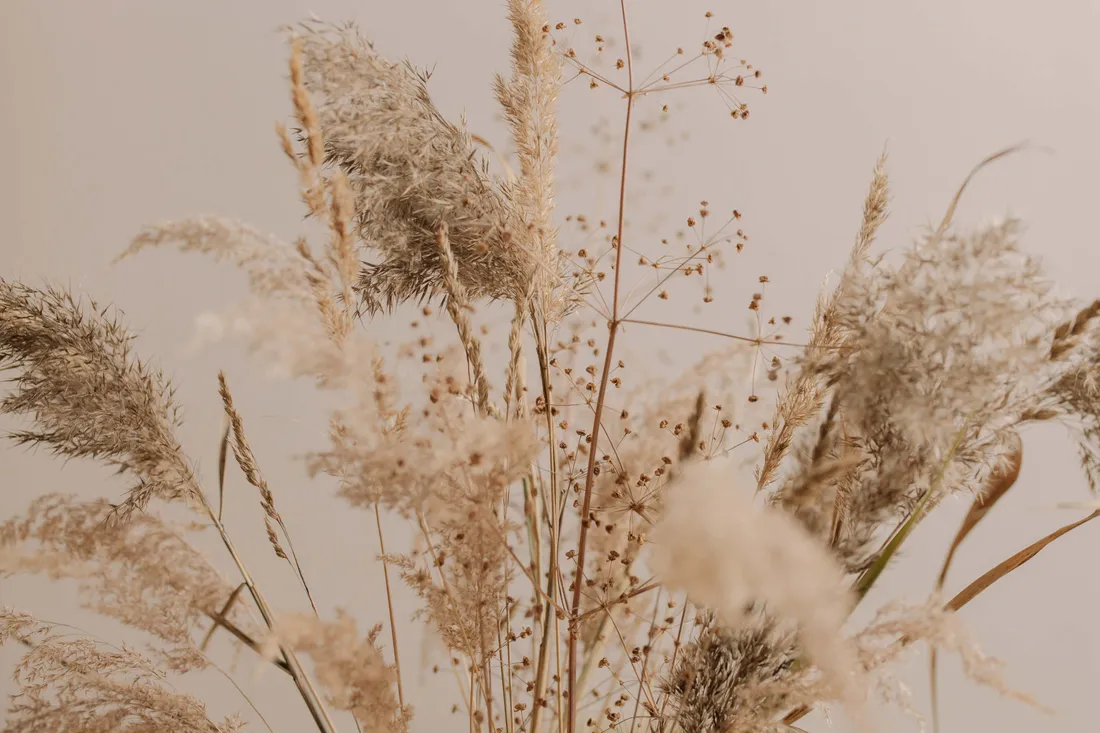 Pampas Grass