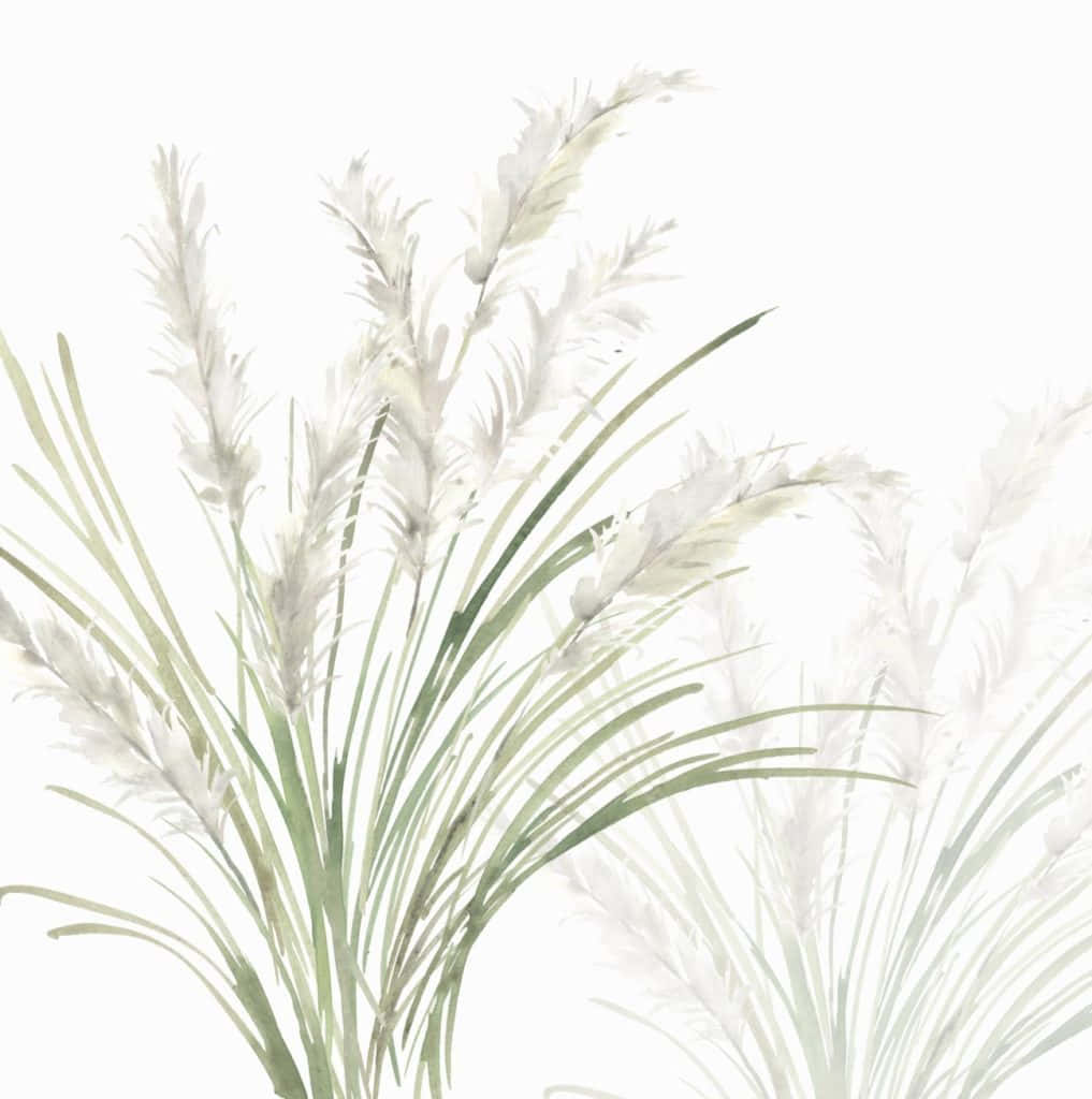 white grass, white background, watercolor reeds, SD Phone Wallpaper