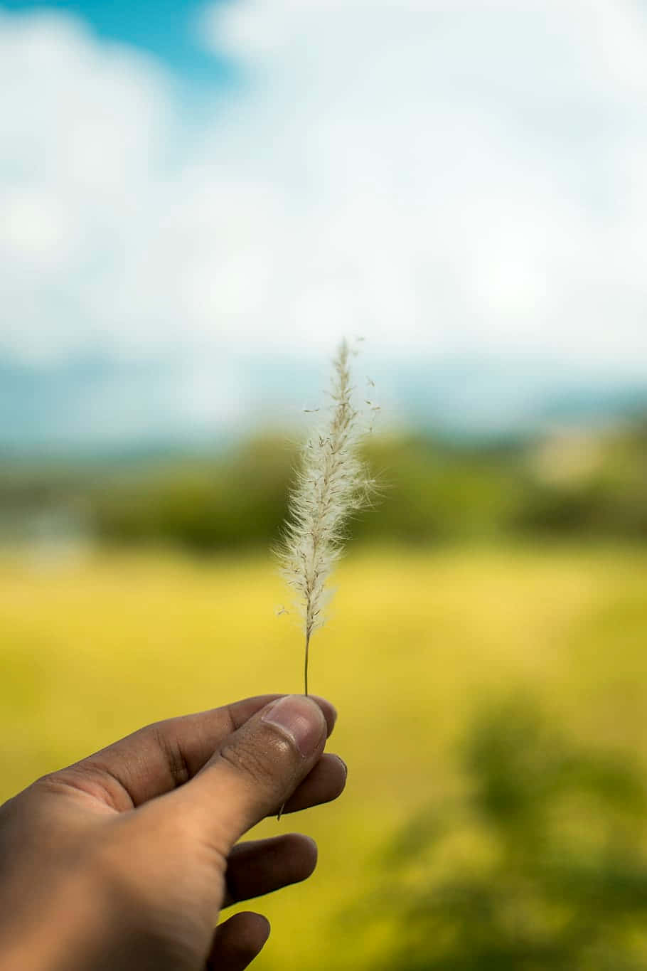 Pampas Grass, feathery white grass stem, soft blurred field, HD Phone Wallpaper