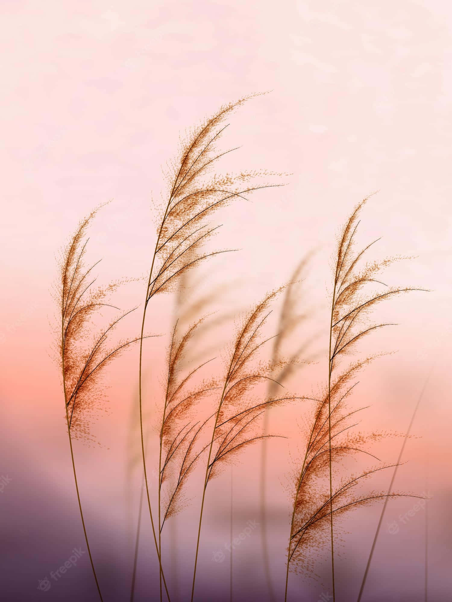golden pampas grass, soft pink and purple twilight sky, Full HD Phone Wallpaper