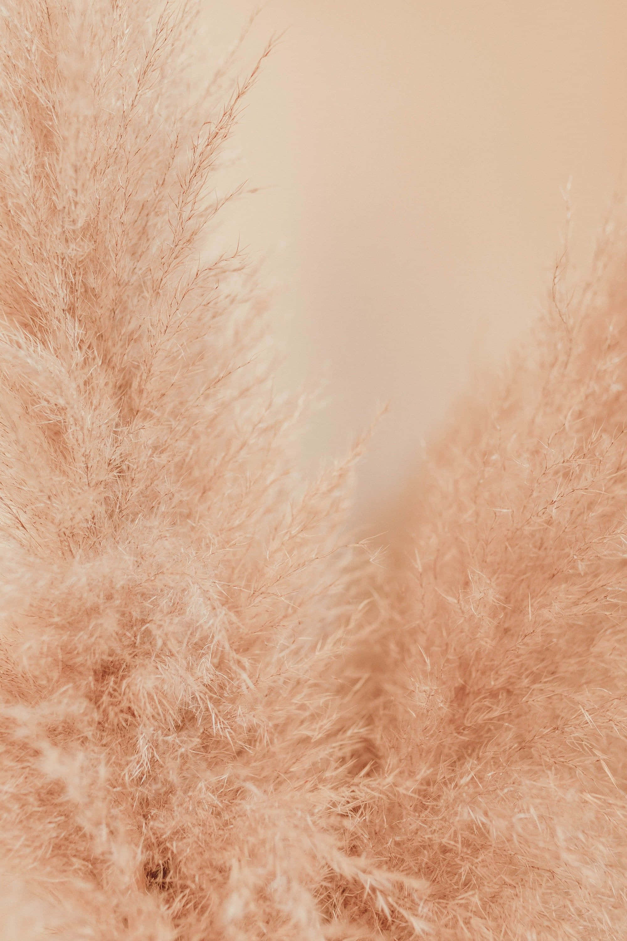 Pampas Grass, soft peach, pampas grass plumes, 2K Phone Wallpaper
