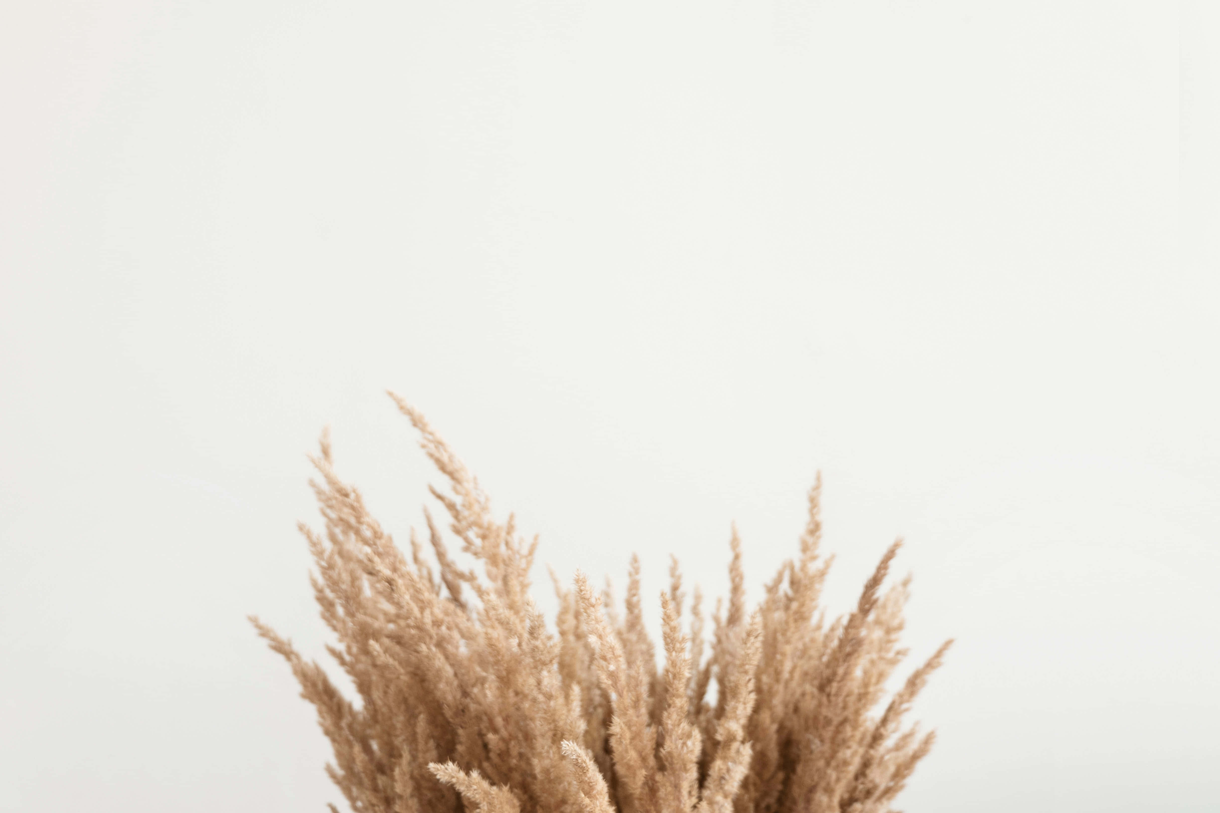 pampas grass, dried grass, white table, 4K Desktop Wallpaper