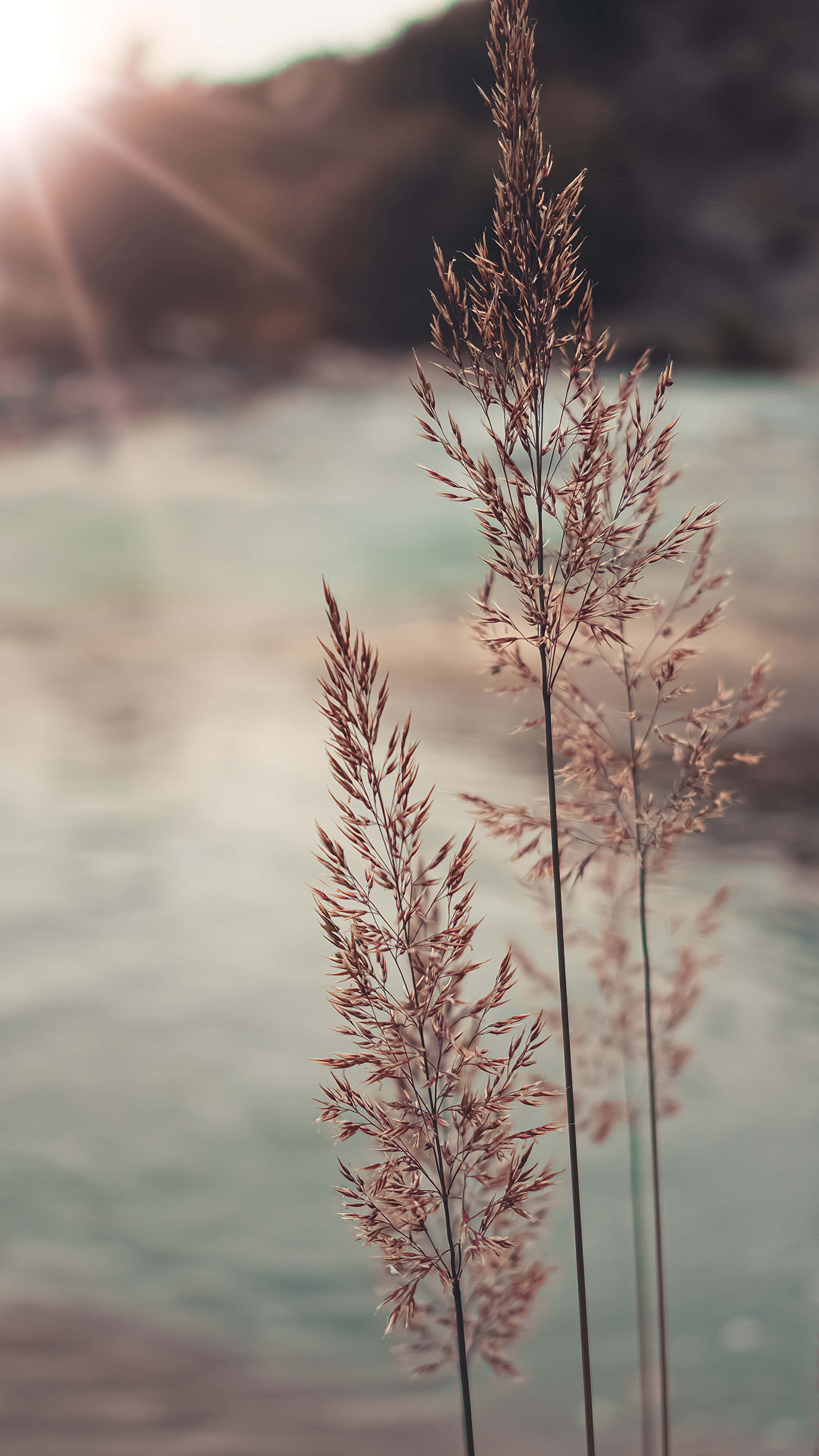 Pampas Grass, lake, sunlit, 4K Phone Wallpaper