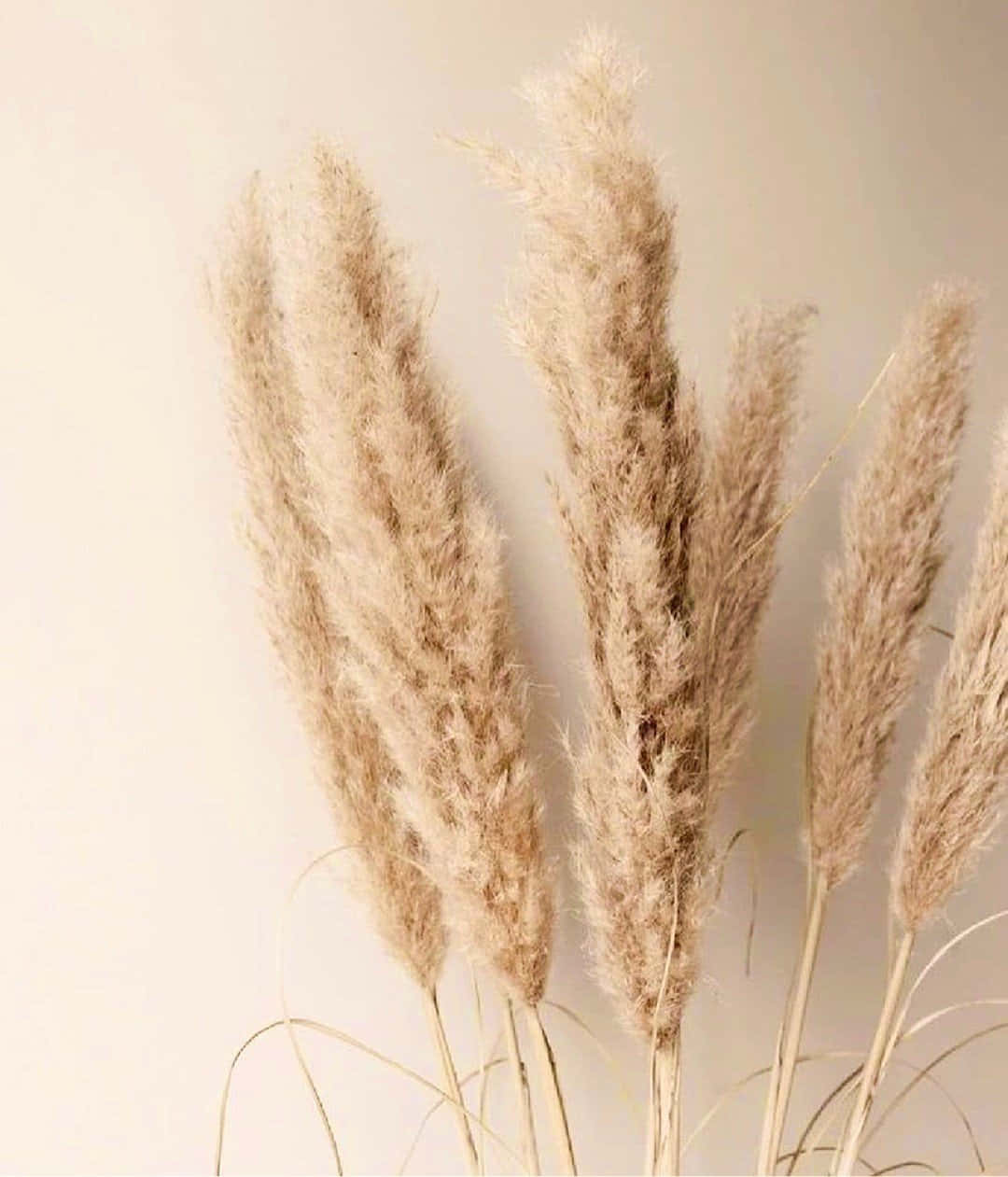 Pampas Grass, beige, cream, SD Phone Wallpaper