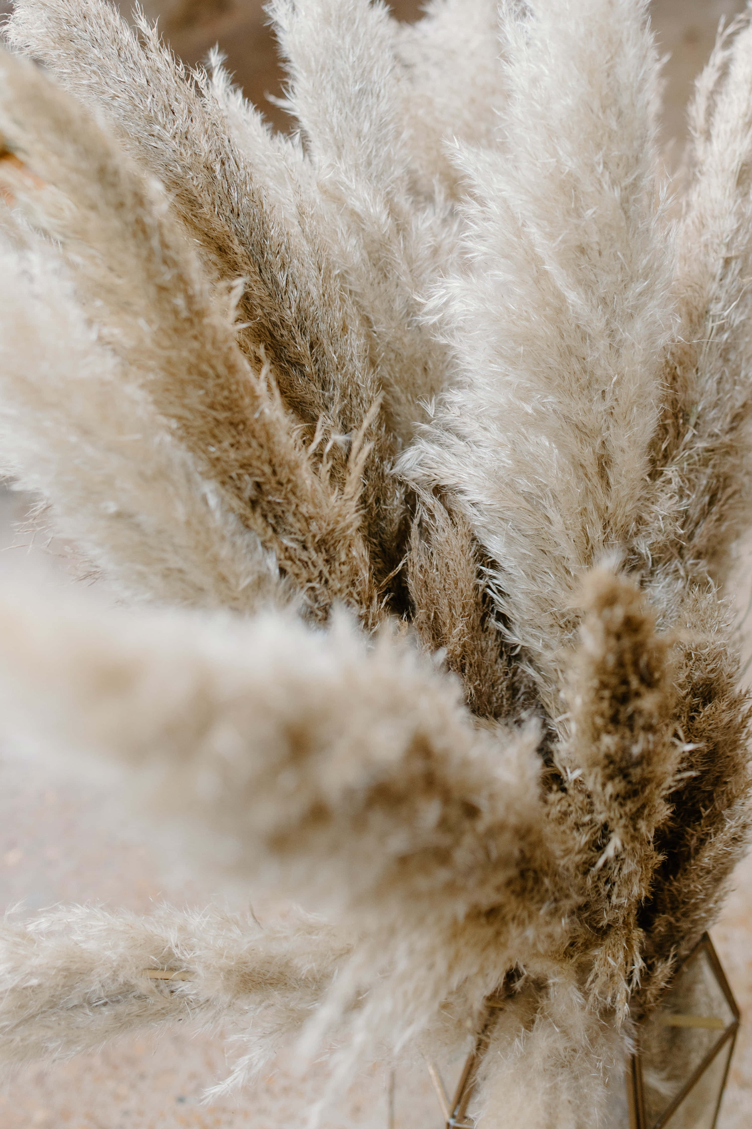 Pampas Grass, creamy beige, feathery pampas grass plumes, 4K Phone Wallpaper