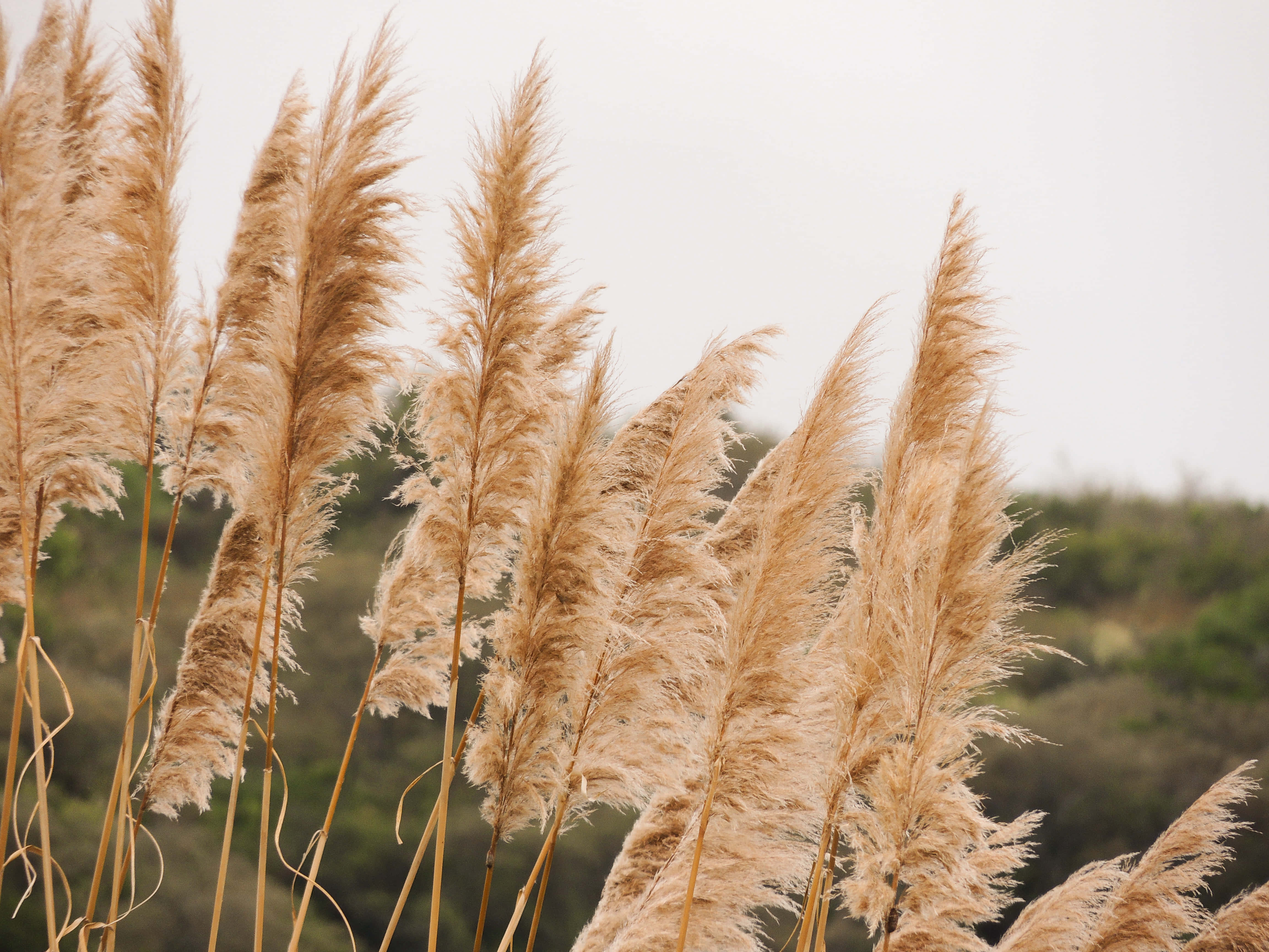 Pampas Grass, Golden Sunlight, overcast sky, 4K Desktop Wallpaper