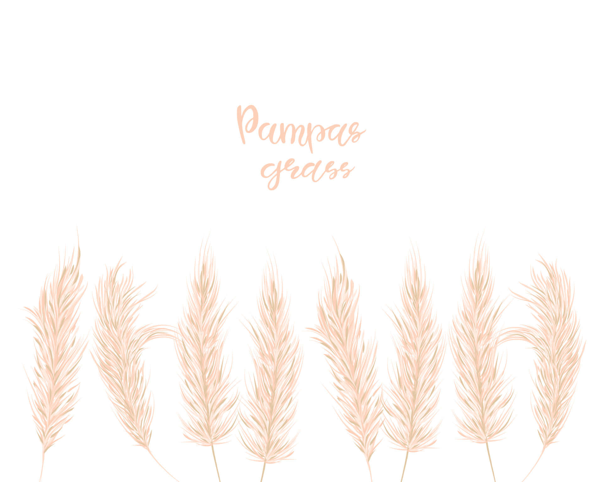 Pampas Grass, peach, white background, Full HD Desktop Wallpaper