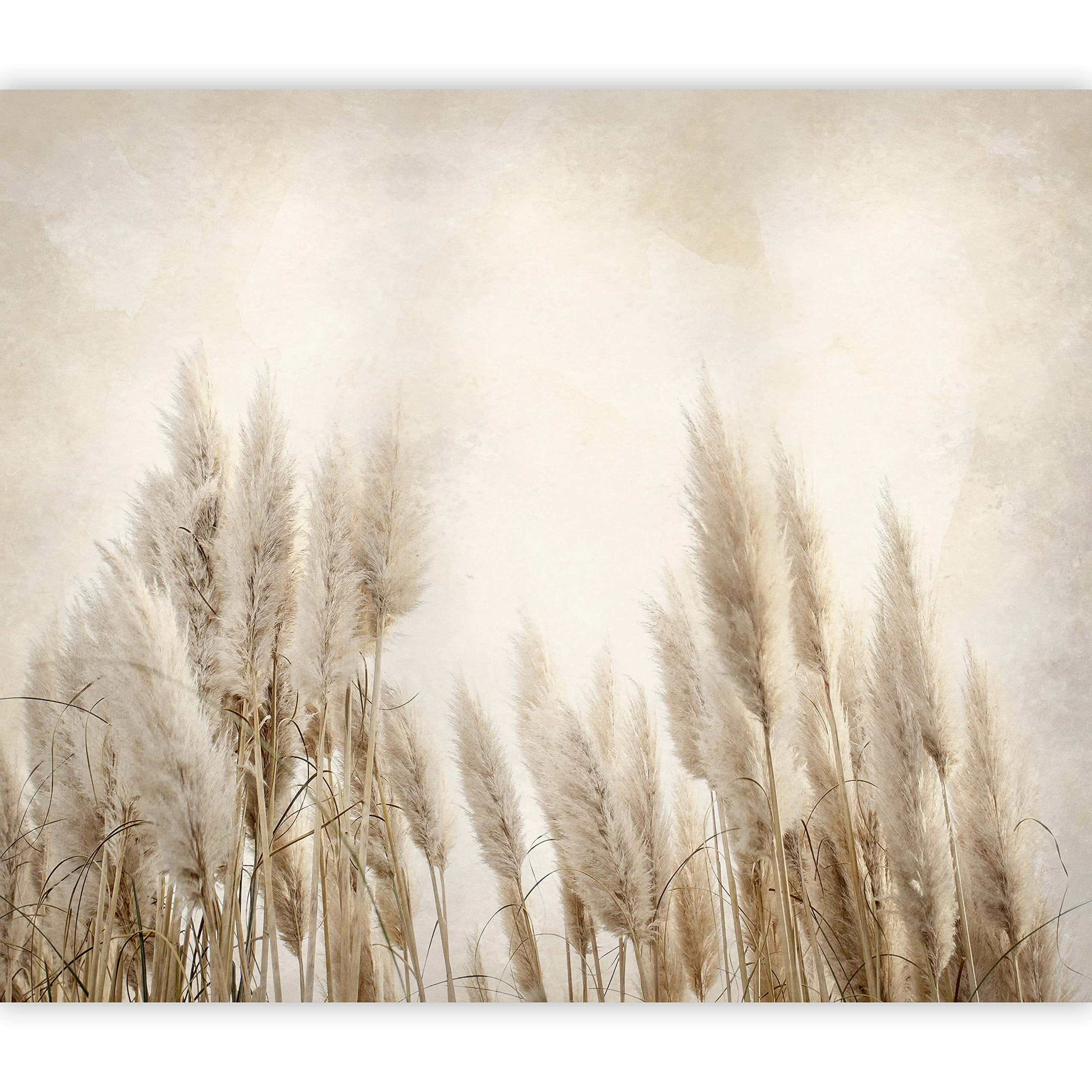 Pampas Grass, soft beige, pampas grass plumes, 2K Desktop Wallpaper