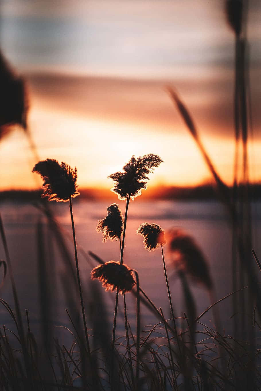 Pampas Grass, golden sunset, calm water, HD Phone Wallpaper