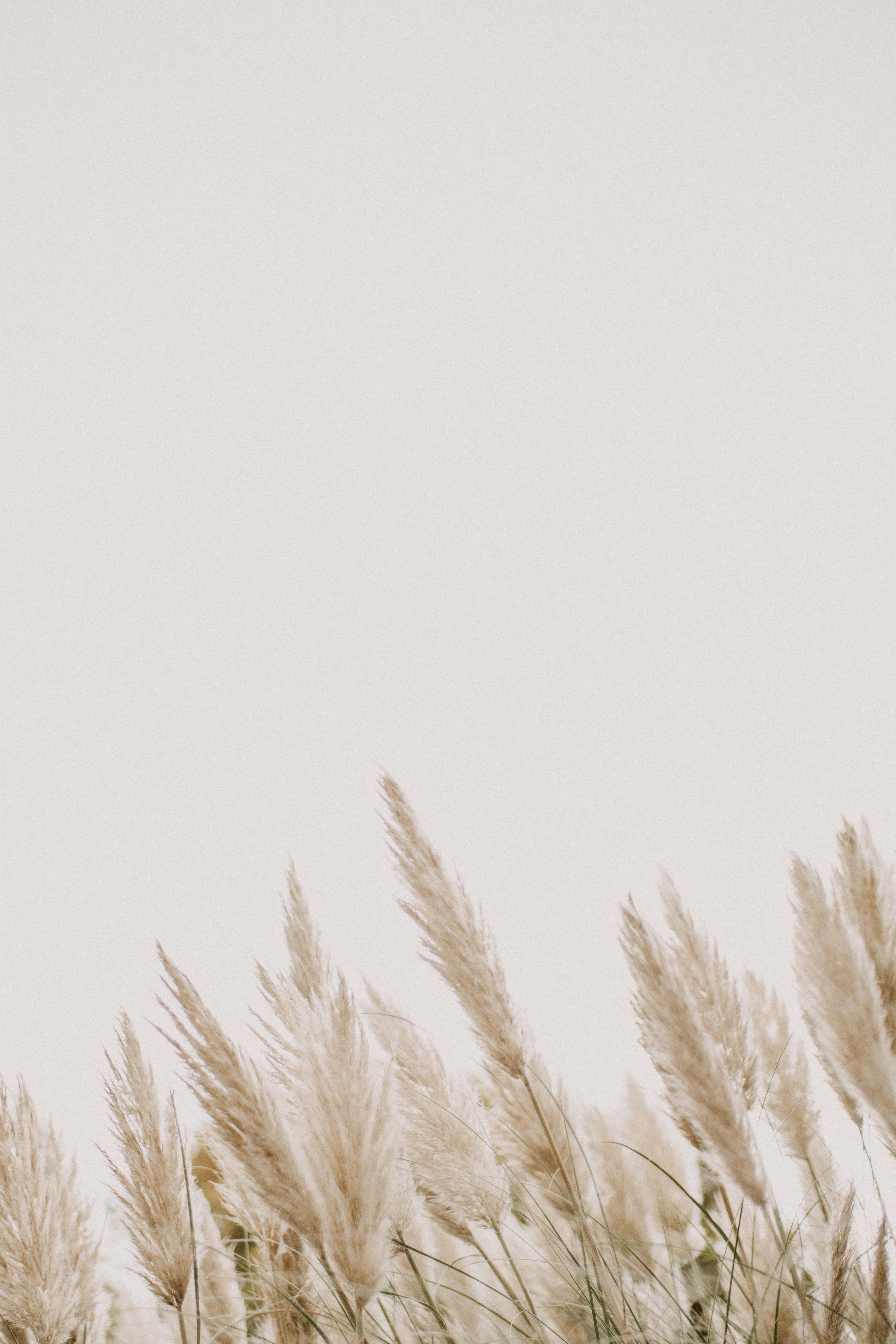 pampas grass, beige, meadow, 4K Phone Wallpaper