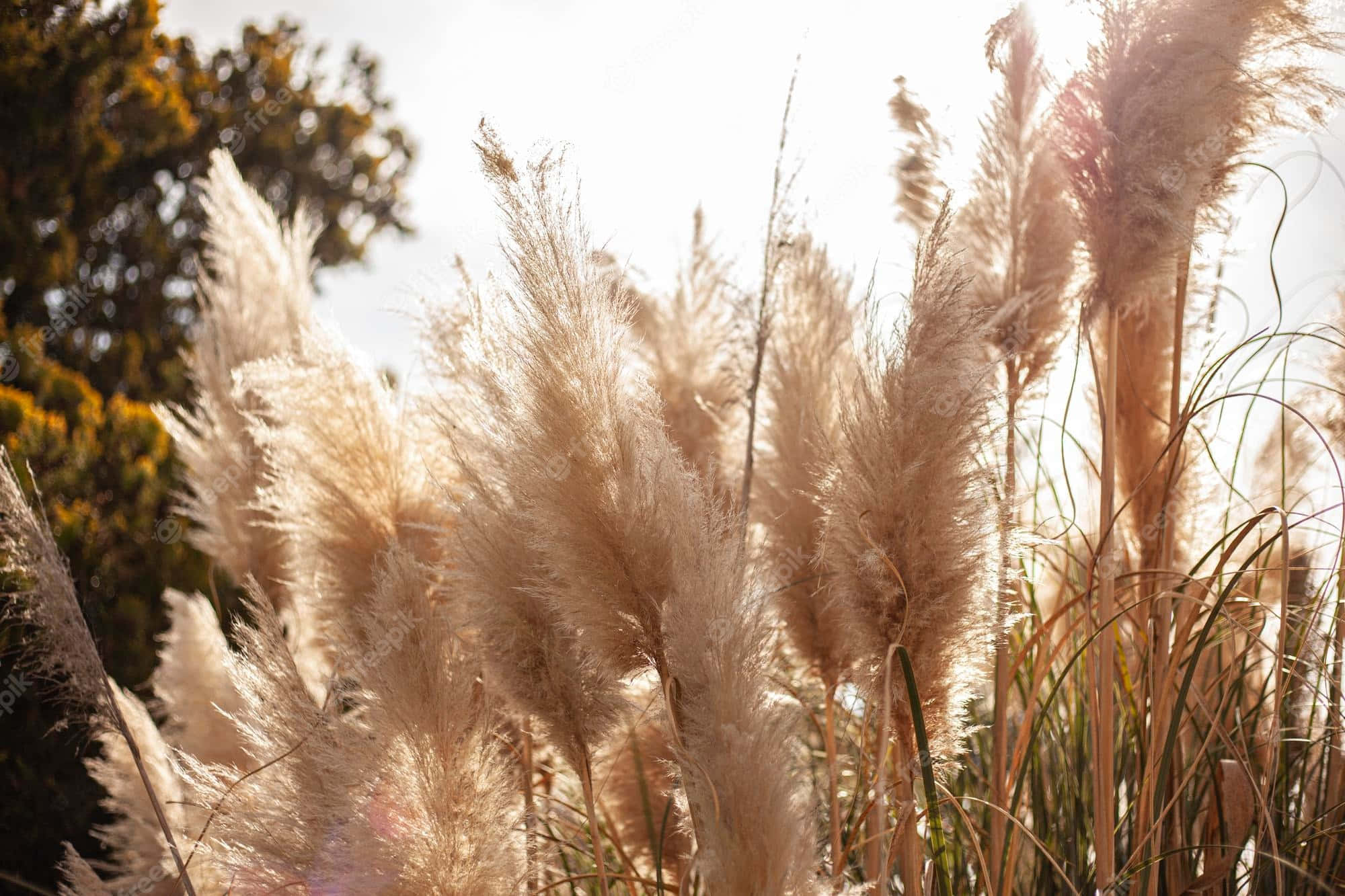 Pampas Grass, Golden, warm sunlight, Full HD Desktop Wallpaper