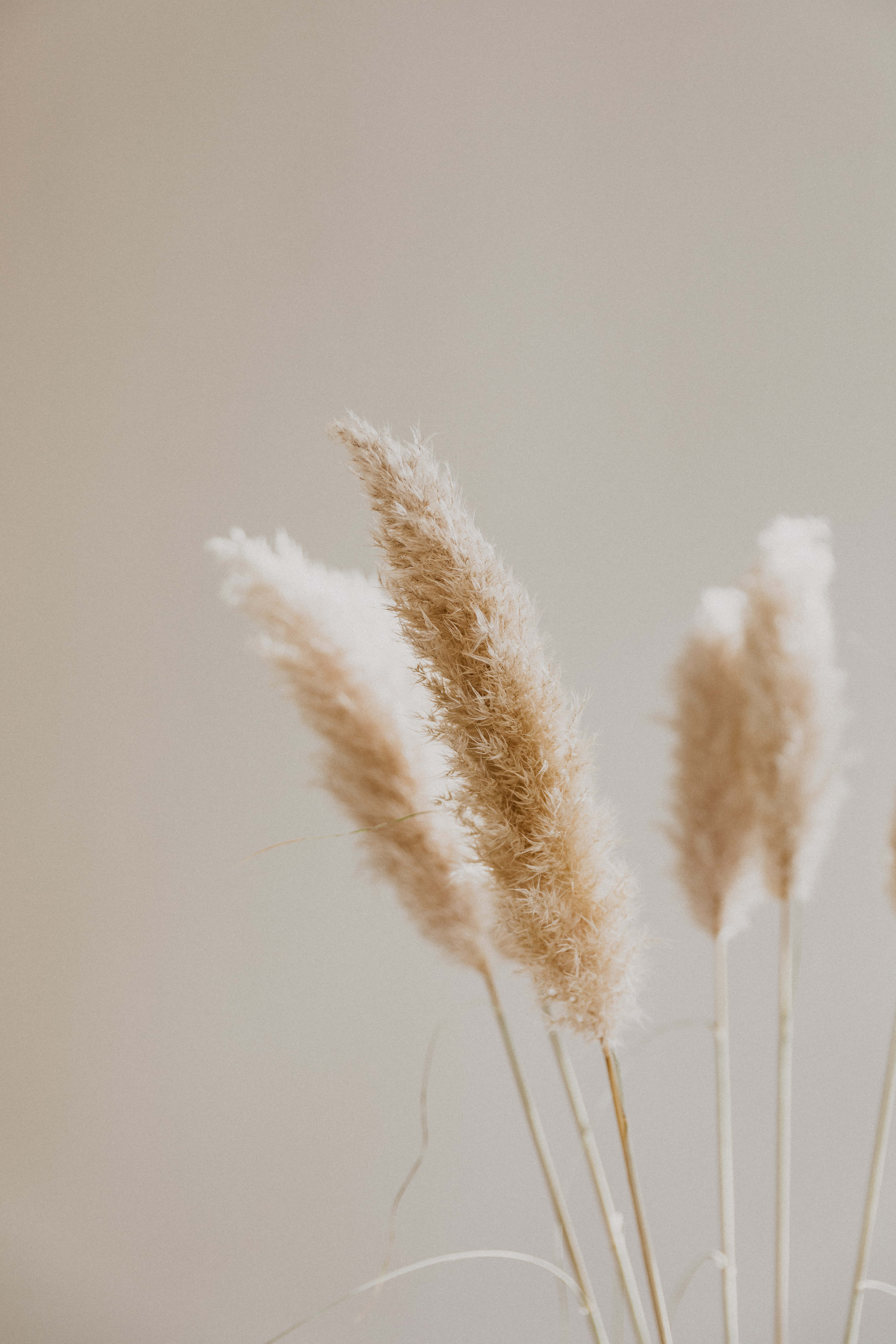 pampas grass, beige, off-white, 5K Phone Wallpaper