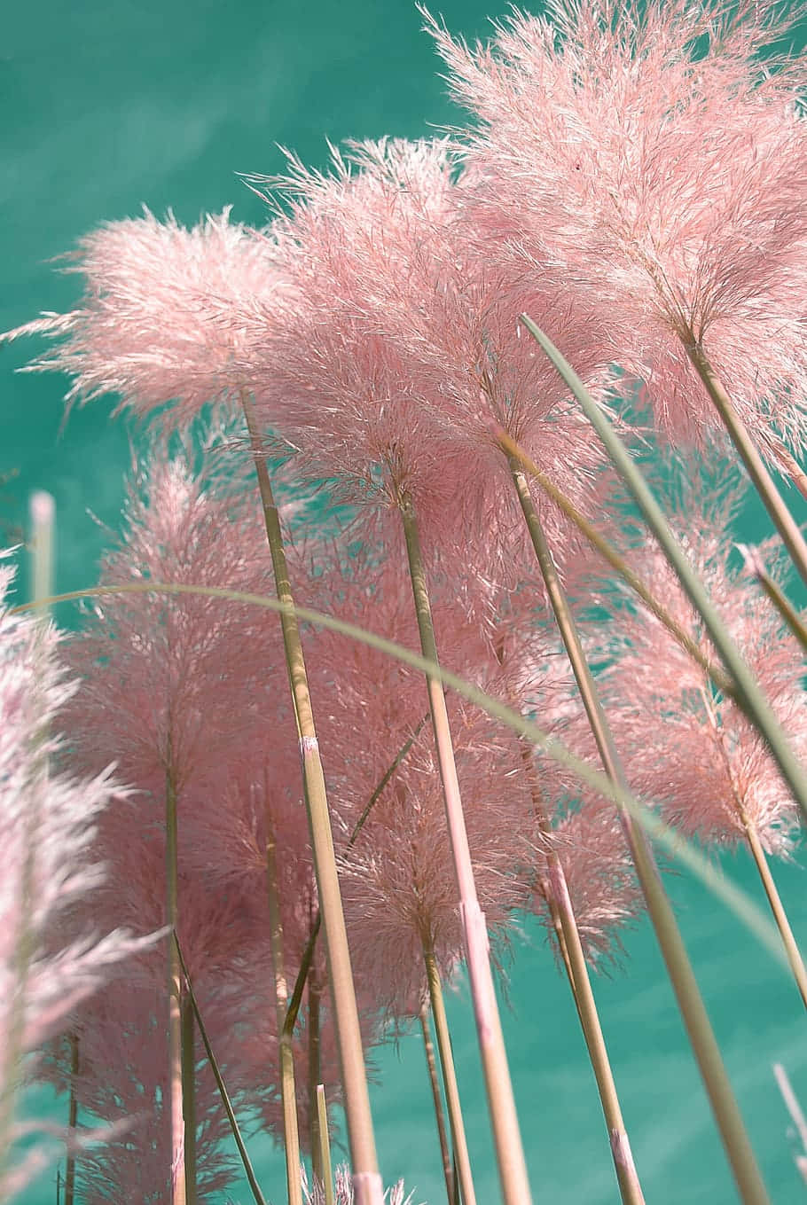 pampas grass, pink grass, teal water, HD Phone Wallpaper
