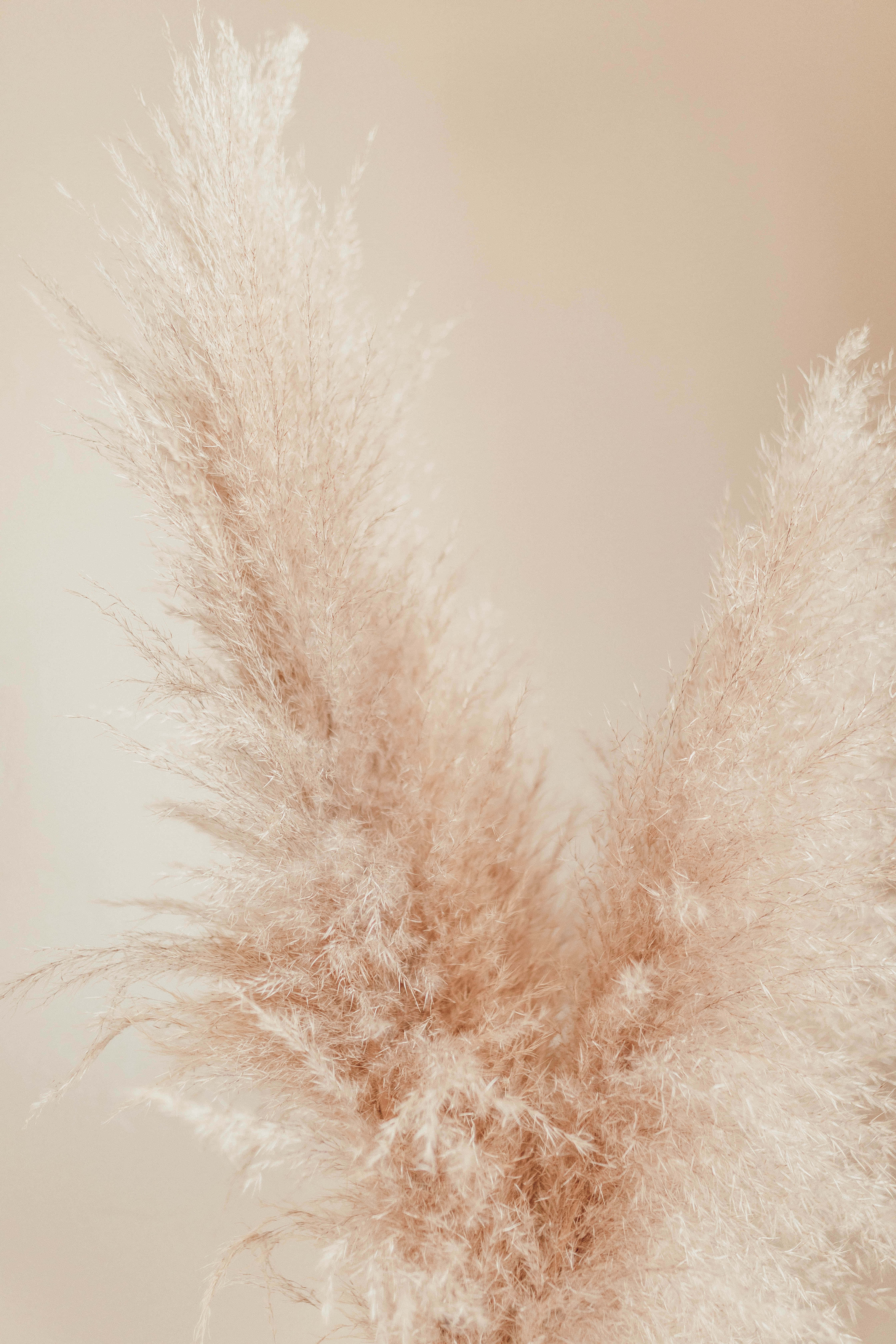 Pampas Grass, Golden Pampas Grass, Cloudy Sky, 5K Phone Wallpaper
