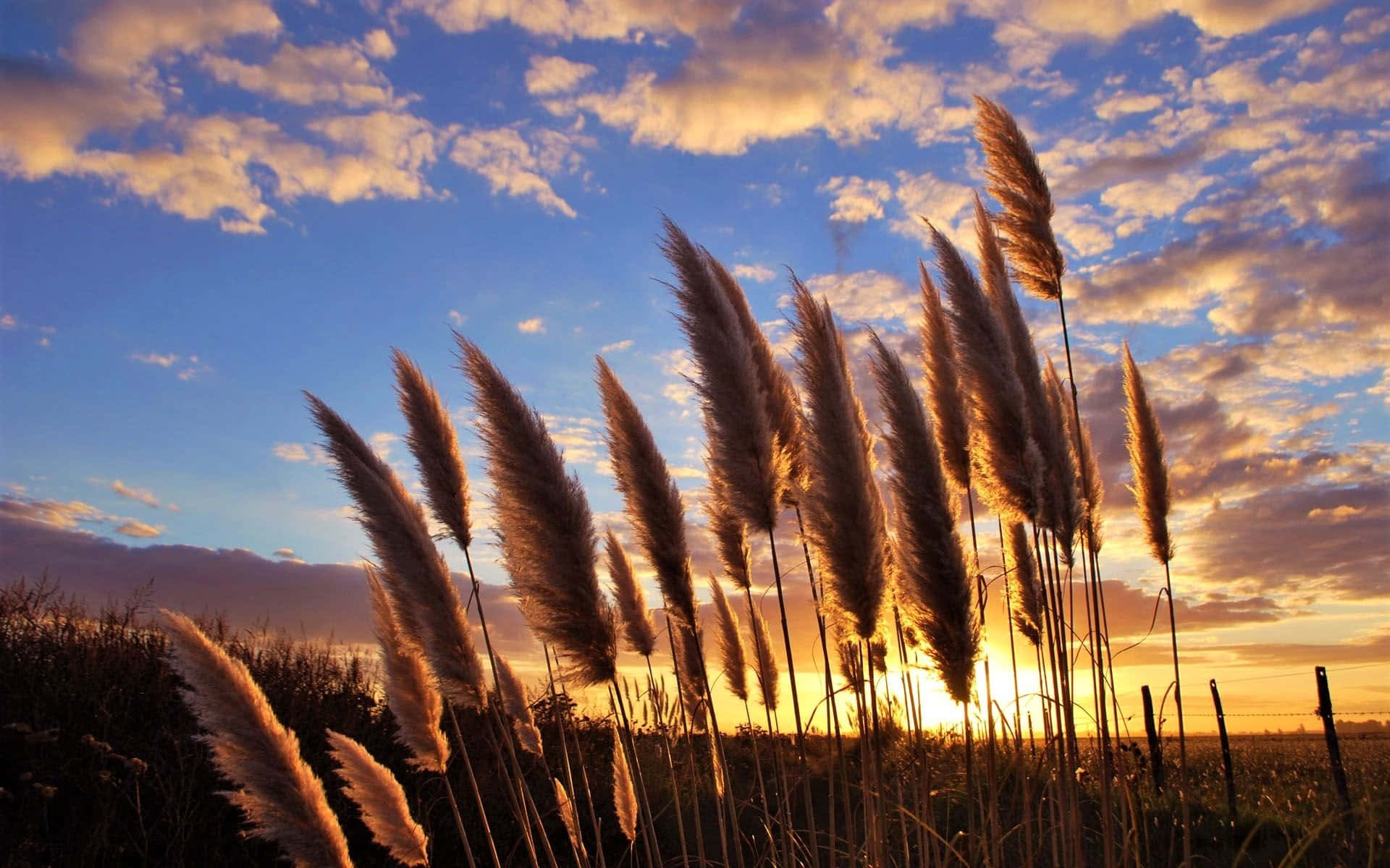 pampas grass, vibrant sunset sky, scattered clouds, Full HD Desktop Wallpaper