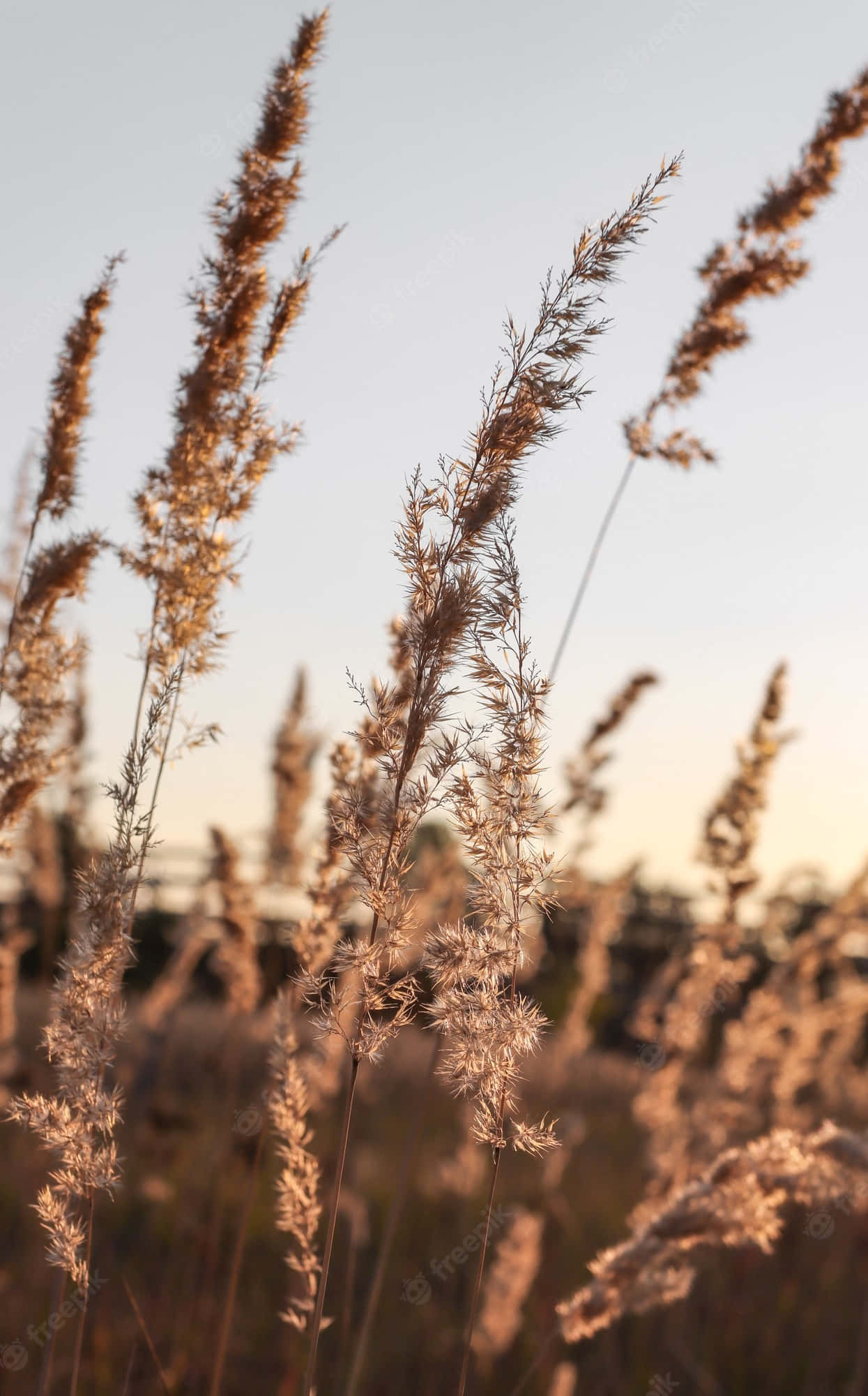 Pampas Grass, Golden reed grasses, warm sunset light, Full HD Phone Wallpaper