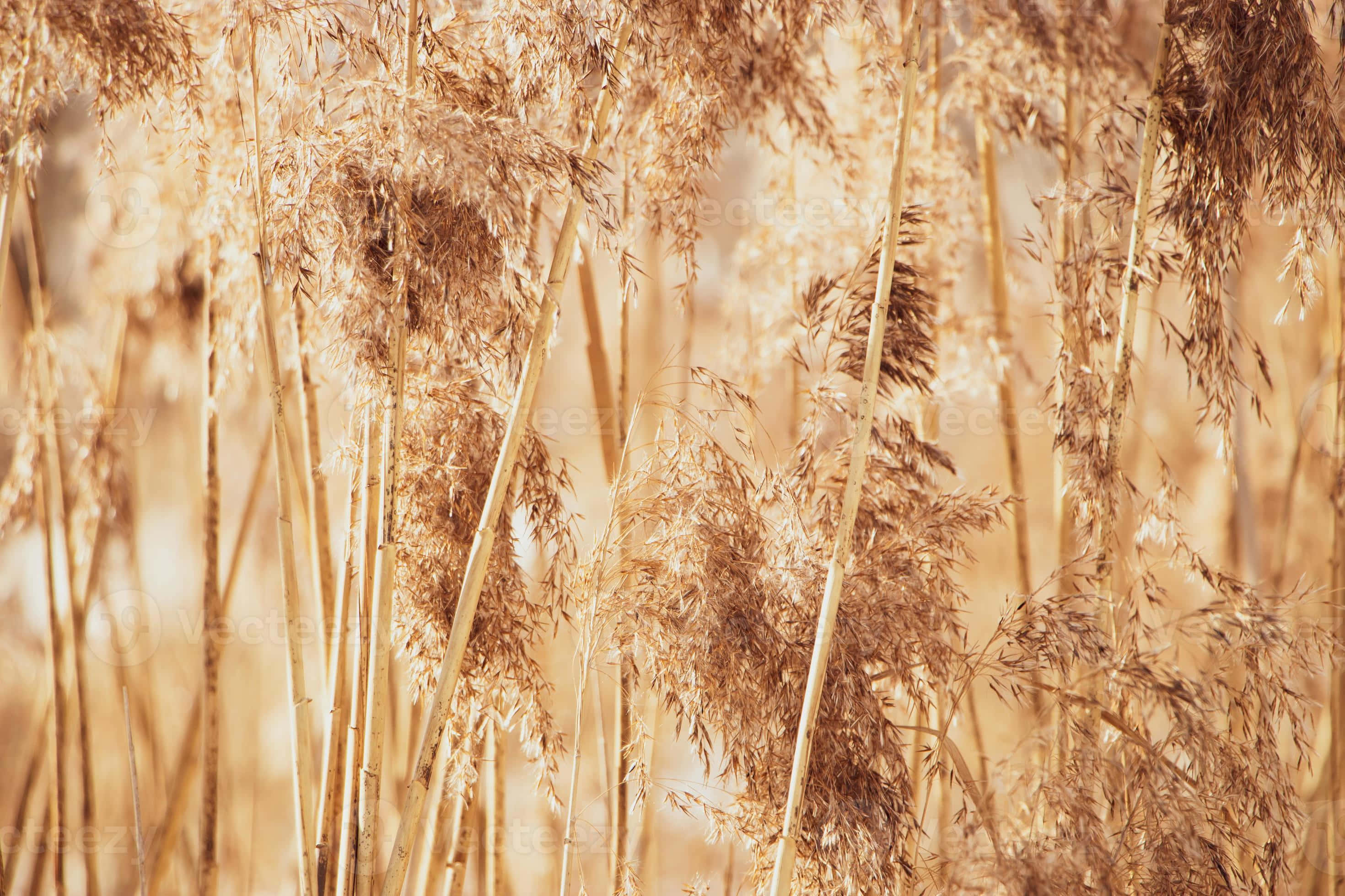 Pampas Grass, late afternoon, golden reed stalks, 2K Desktop Wallpaper