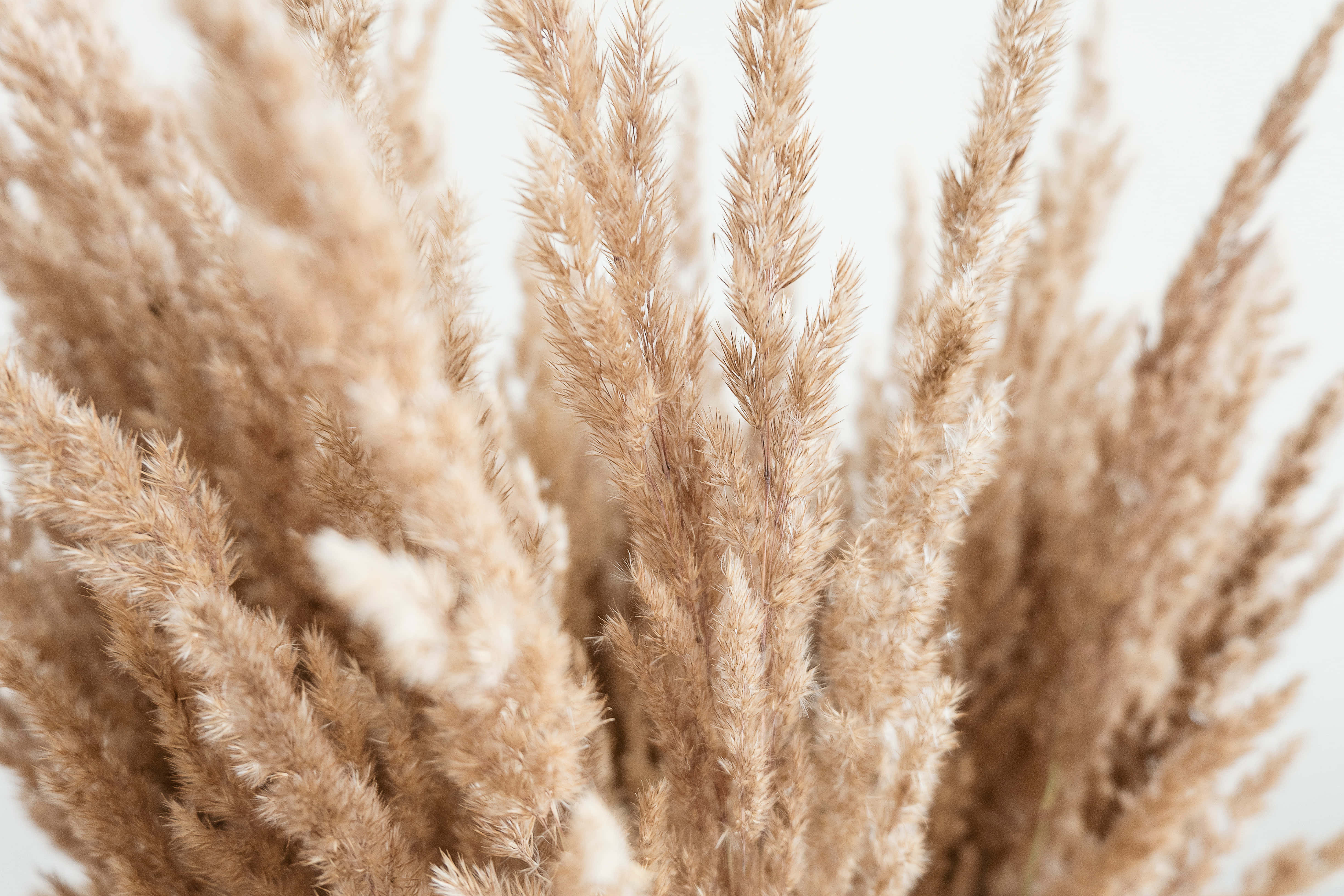 pampas grass, sunny summer day, soft beige, 4K Desktop Wallpaper