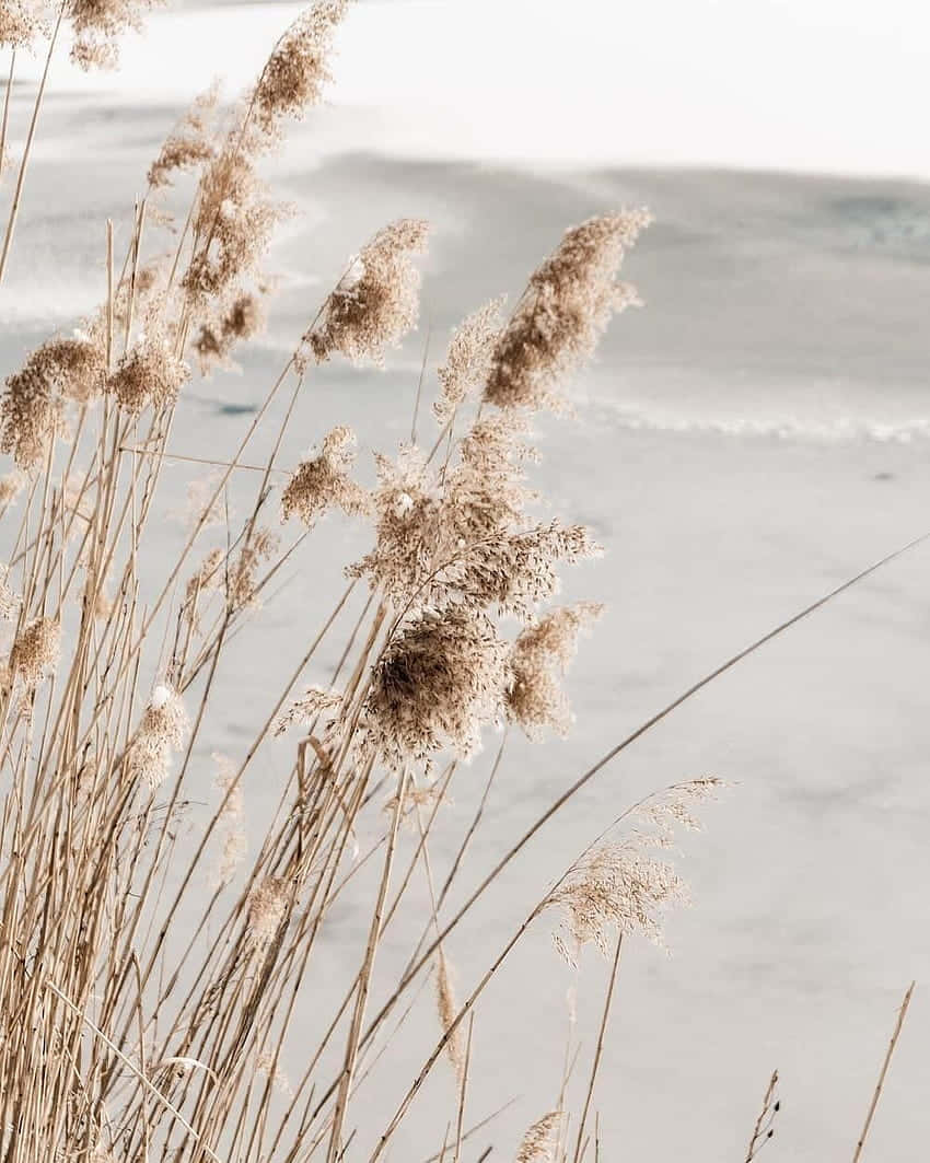 Pampas Grass, beige, ocean horizon, SD Phone Wallpaper