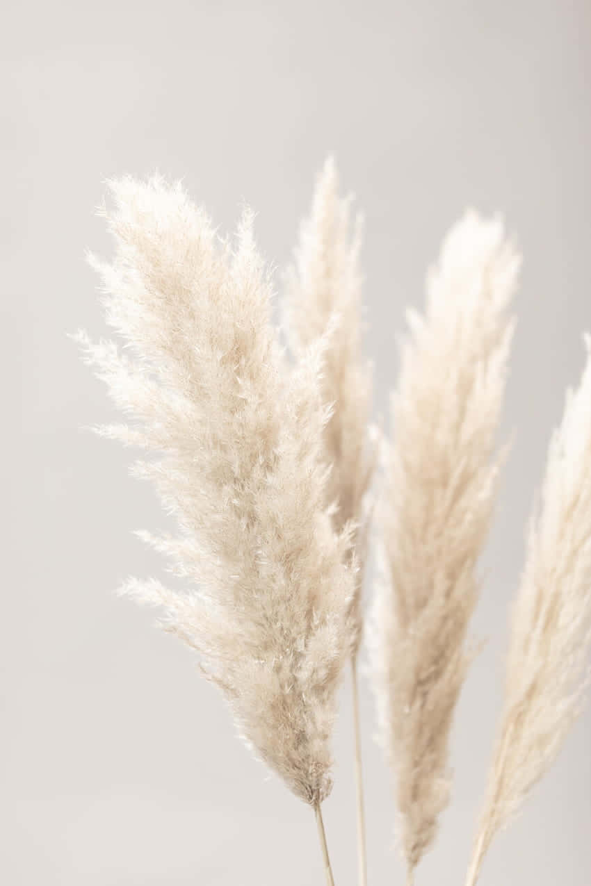 pampas grass, white dandelion flowers, soft beige, SD Phone Wallpaper