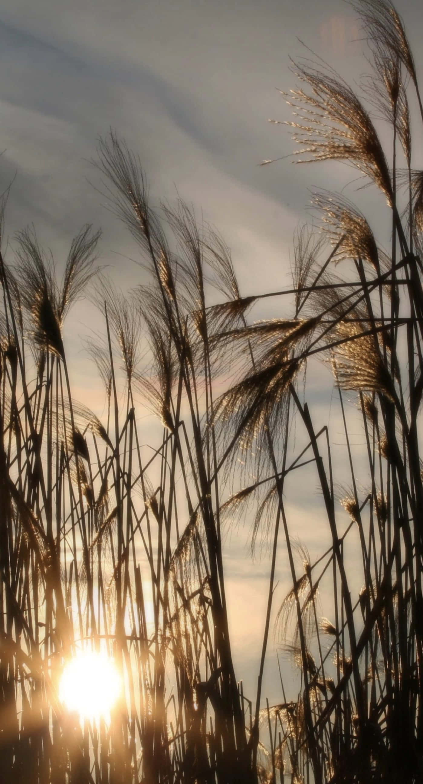 Pampas Grass, sunny day, golden sun, 2K Phone Wallpaper