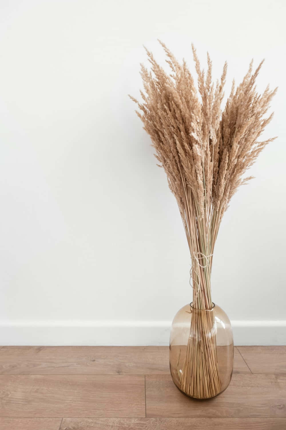 pampas grass, translucent amber vase, wooden floor, HD Phone Wallpaper