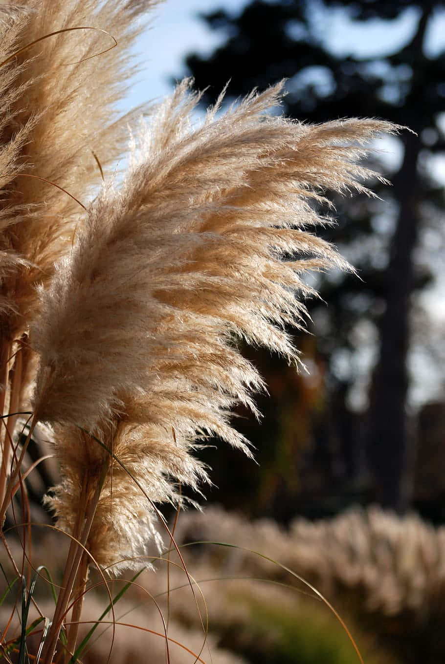 pampas grass, golden pampas grass plumes, sunlight, HD Phone Wallpaper