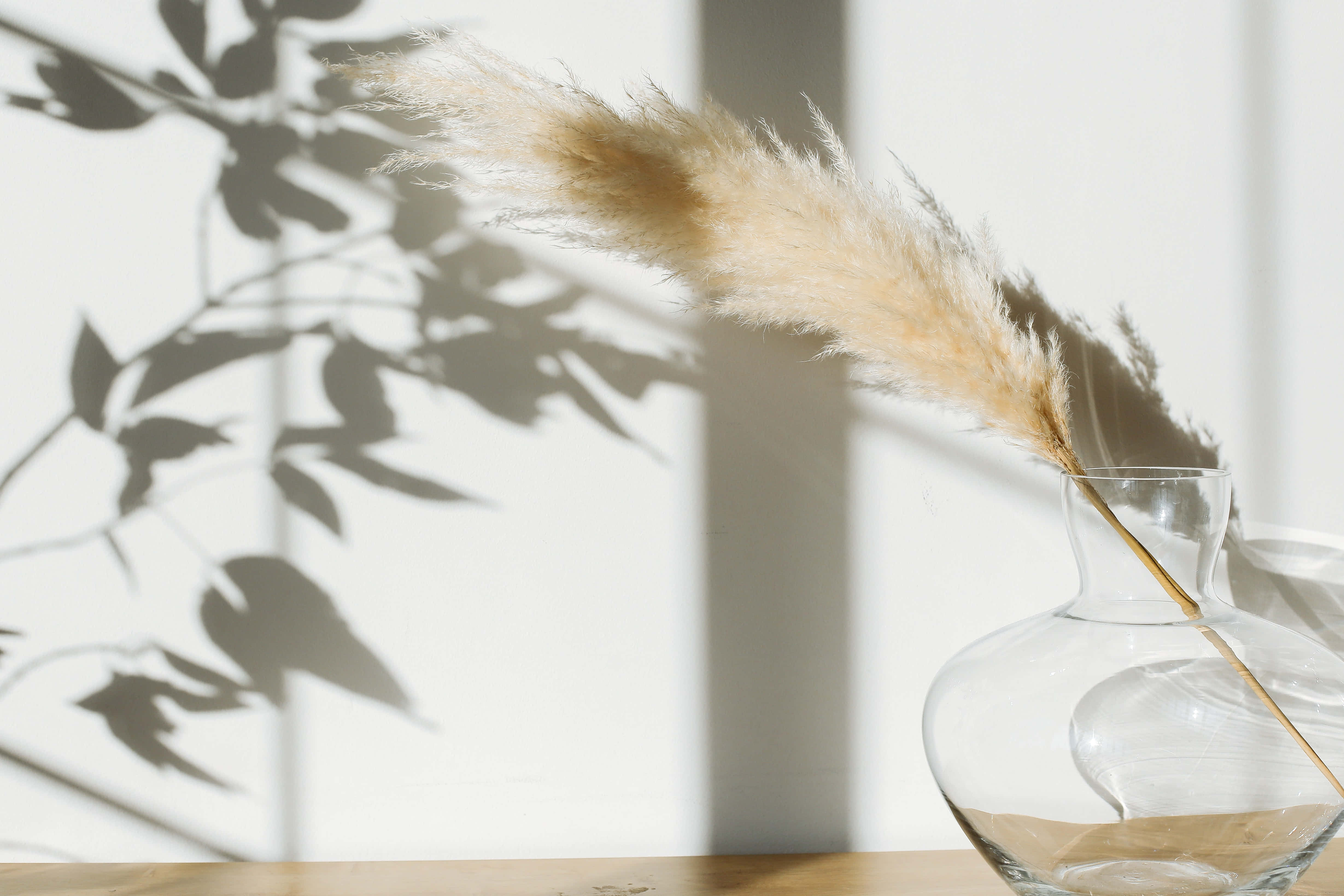 pampas grass, soft beige, clear glass vase, 4K Desktop Wallpaper