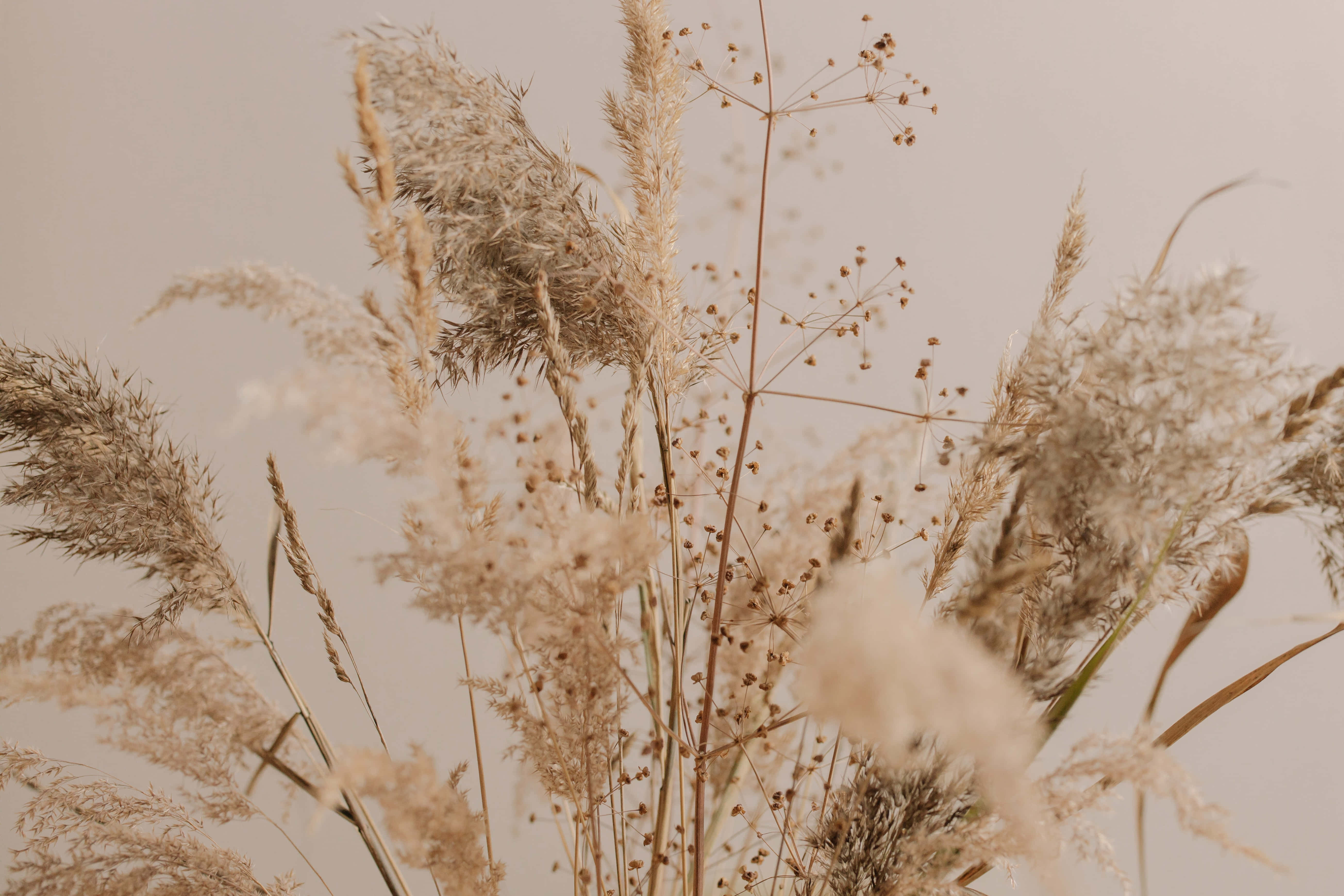 Pampas Grass, soft beige, dried grasses, 5K Desktop Wallpaper