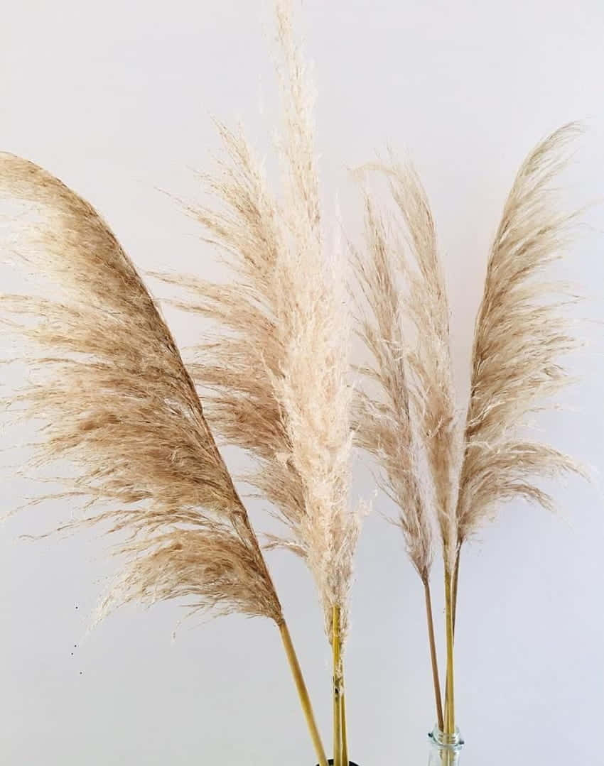 pampas grass, beige, feathery textures, SD Phone Wallpaper