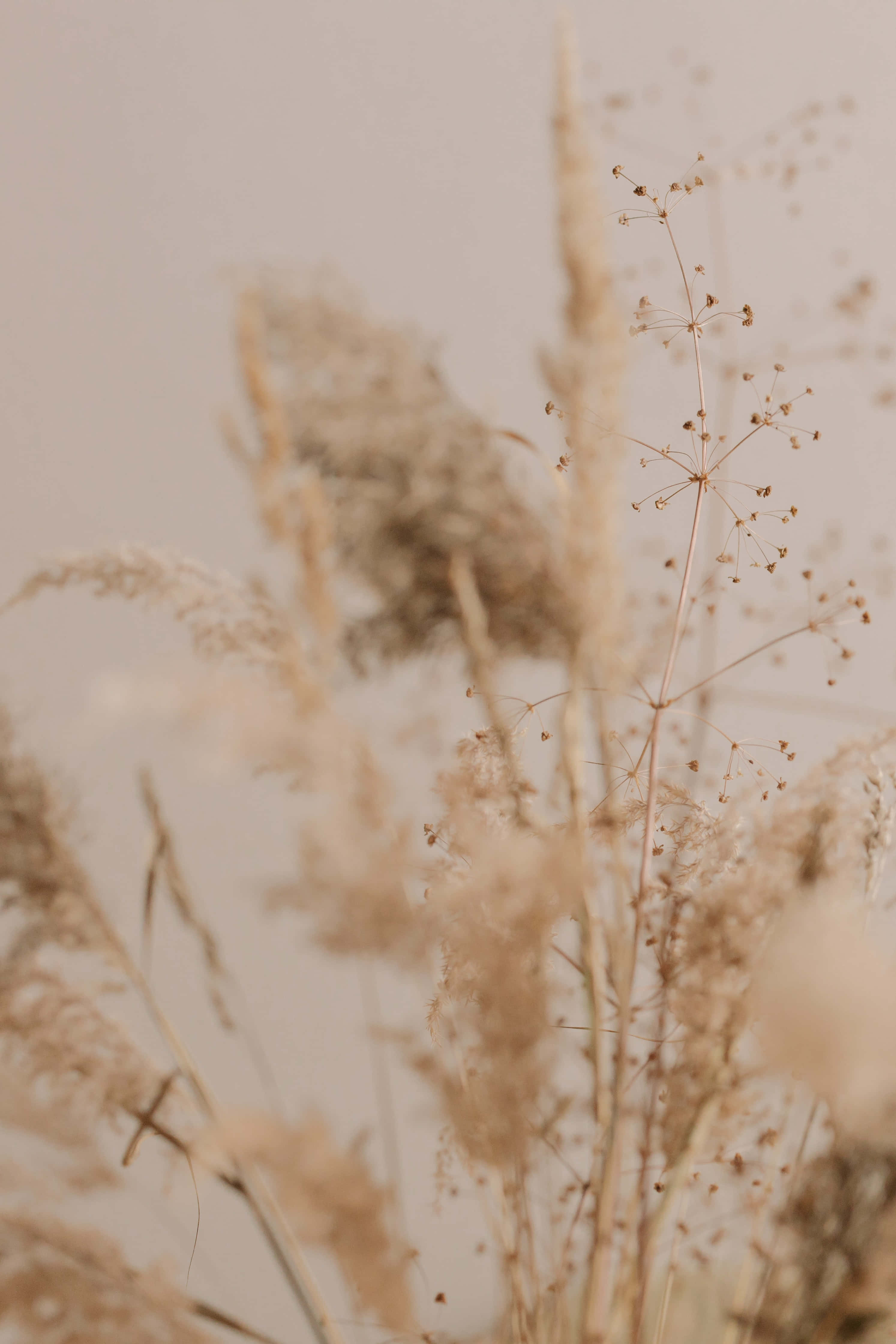 Pampas Grass, blue sky, soft beige backdrop, 4K Phone Wallpaper