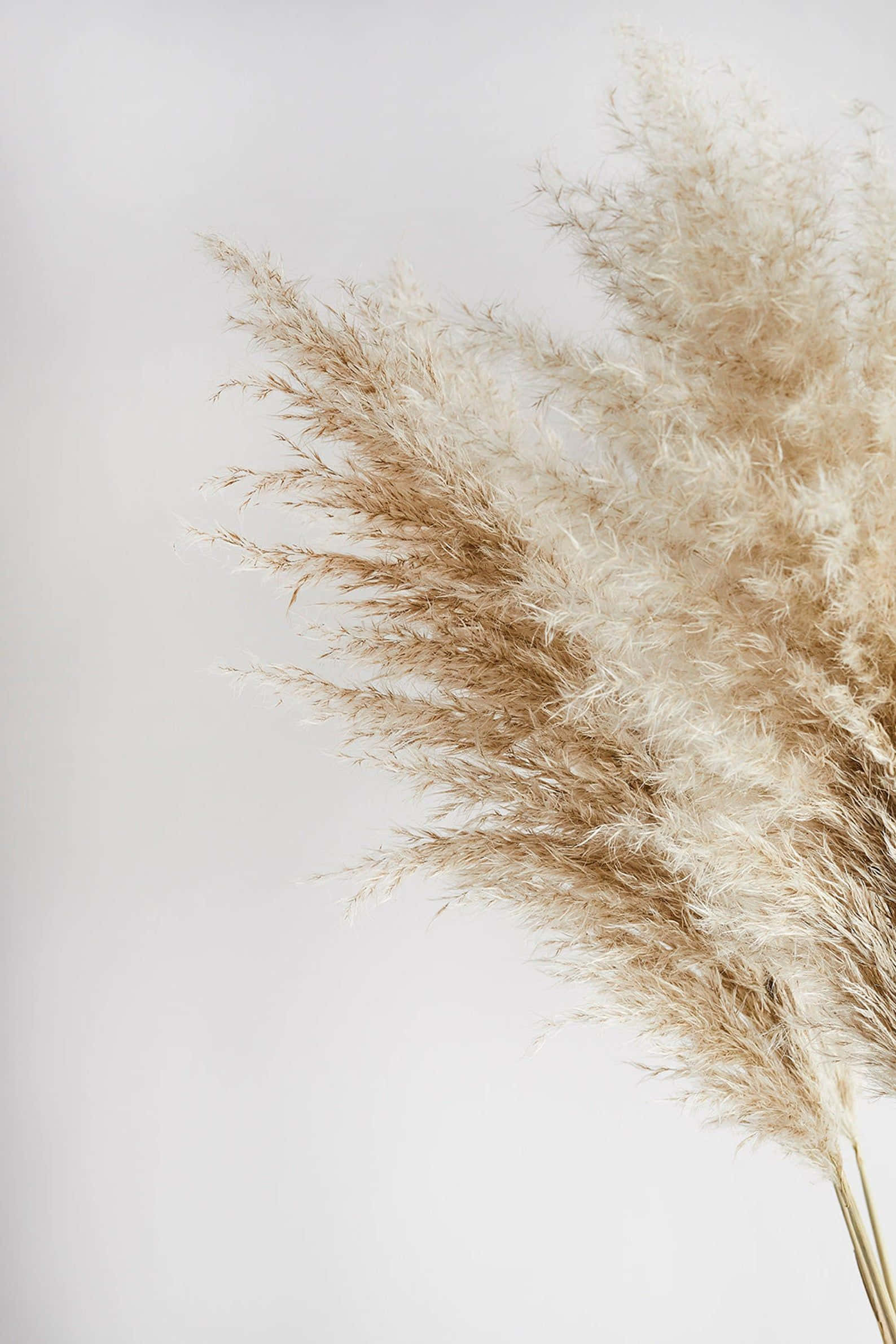 pampas grass, soft beige, dried grass, Full HD Phone Wallpaper