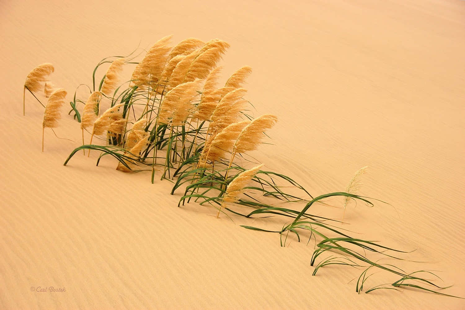 pampas grass, golden sunset, textured sandy dune, HD Desktop Wallpaper