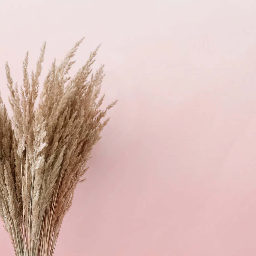 Pampas Grass, pink ombre background, dried pampas grass, SD Desktop Wallpaper