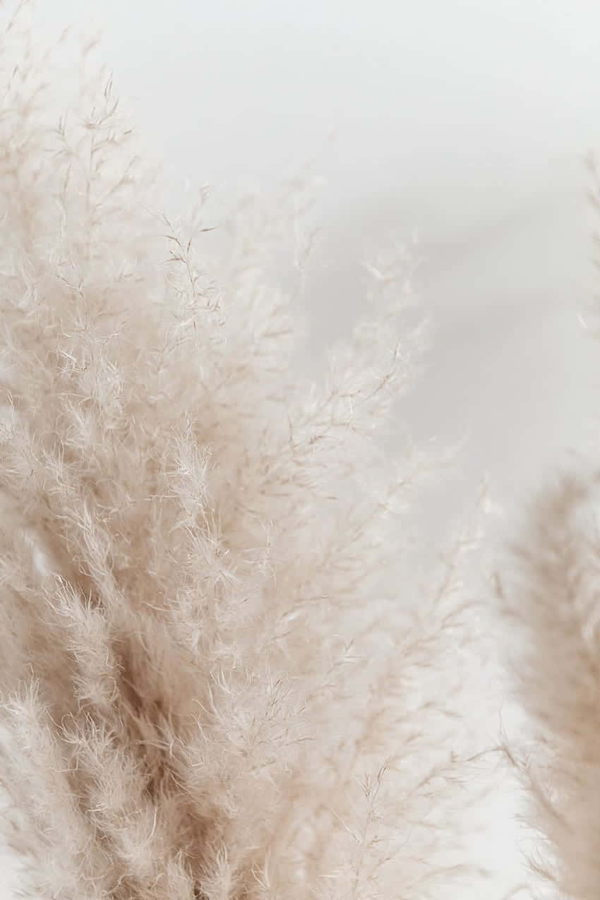 soft beige pampas grass, hazy pale background, serene minimalist composition, SD Phone Wallpaper