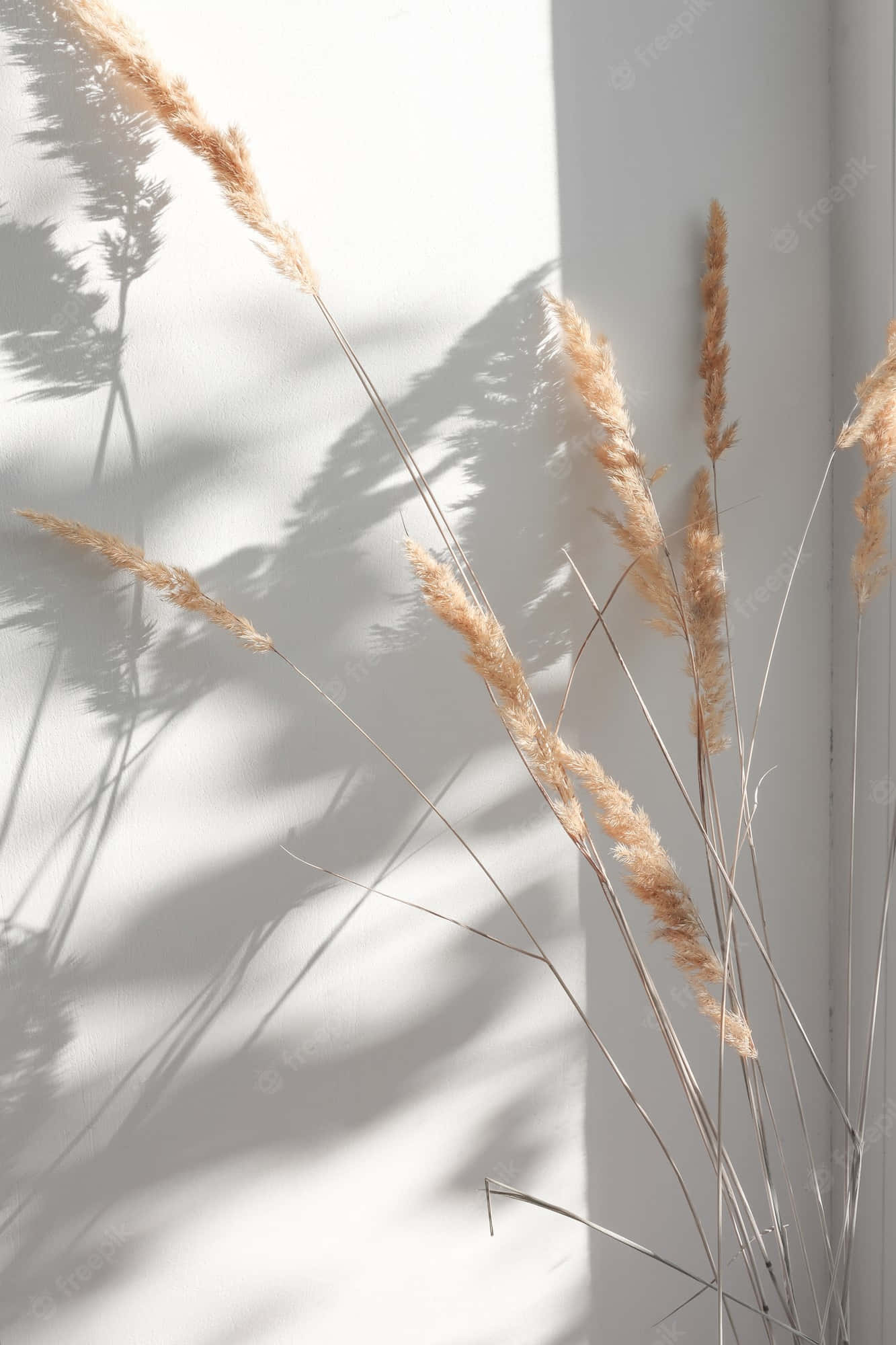 pampas grass, white wall, natural sunlight, Full HD Phone Wallpaper