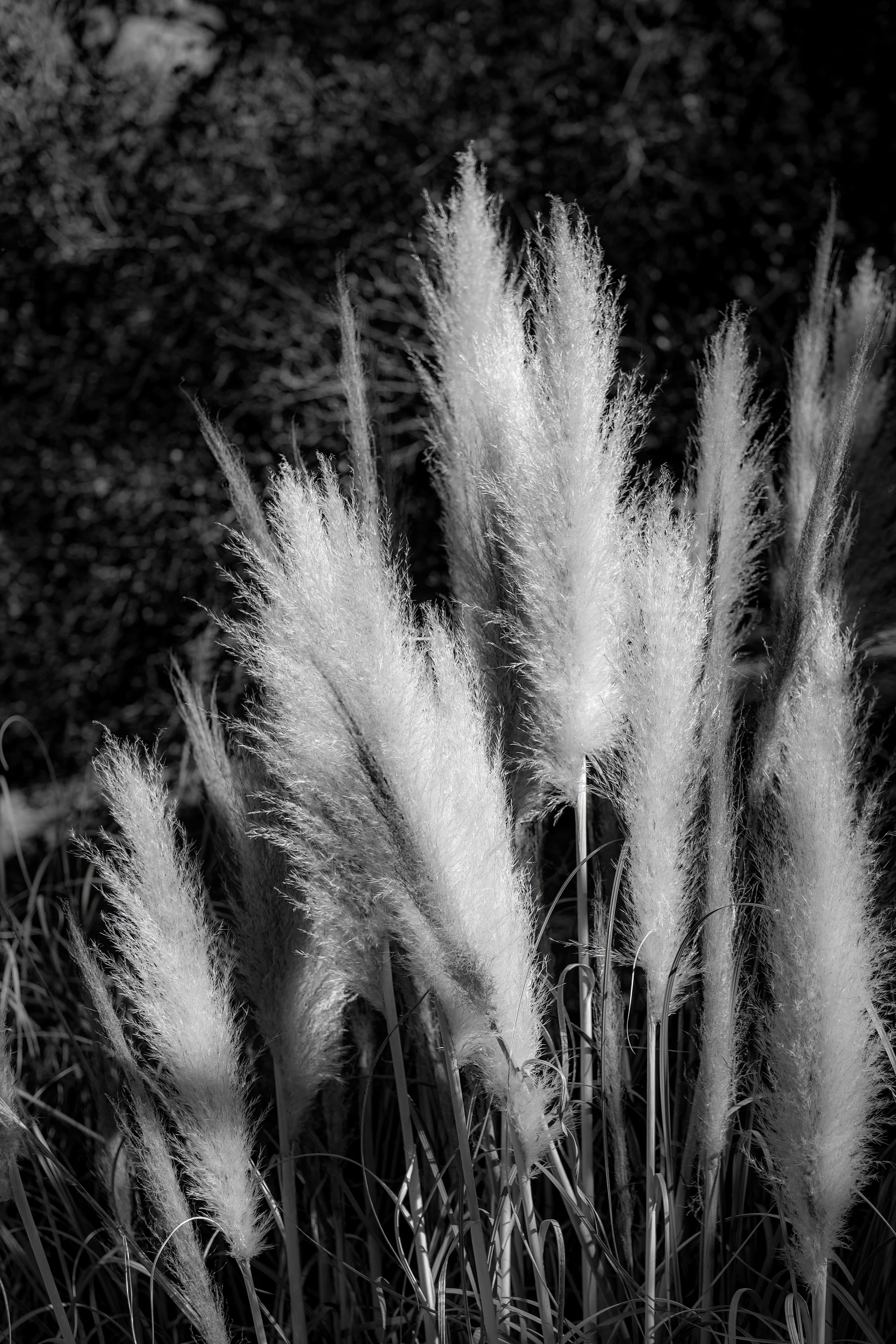 pampas grass, sunny day, countryside, 5K Phone Wallpaper