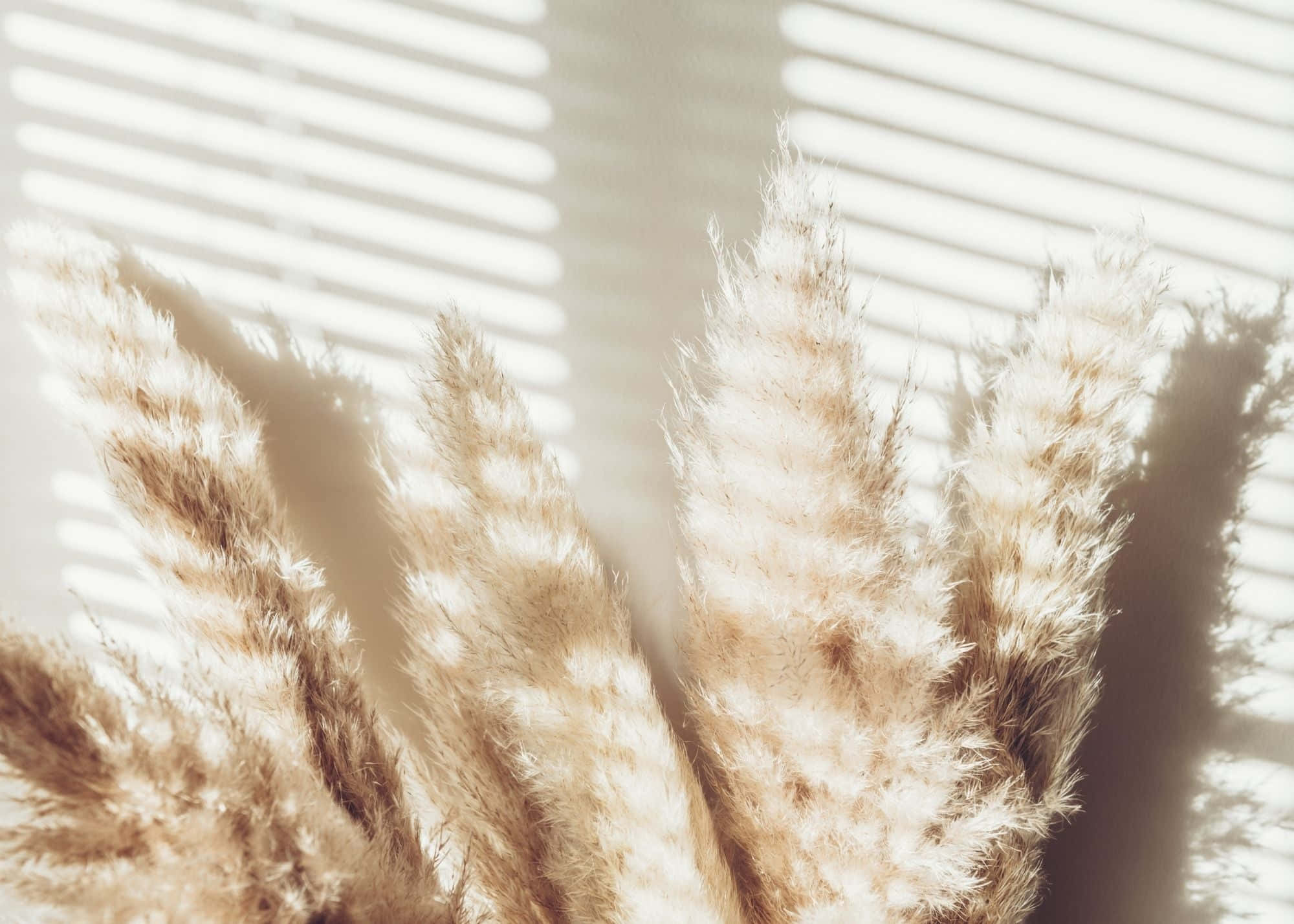 pampas grass, white window, dried grasses, Full HD Desktop Wallpaper