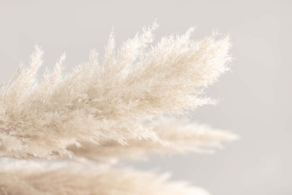 pampas grass, soft beige, minimalist, SD Desktop Wallpaper
