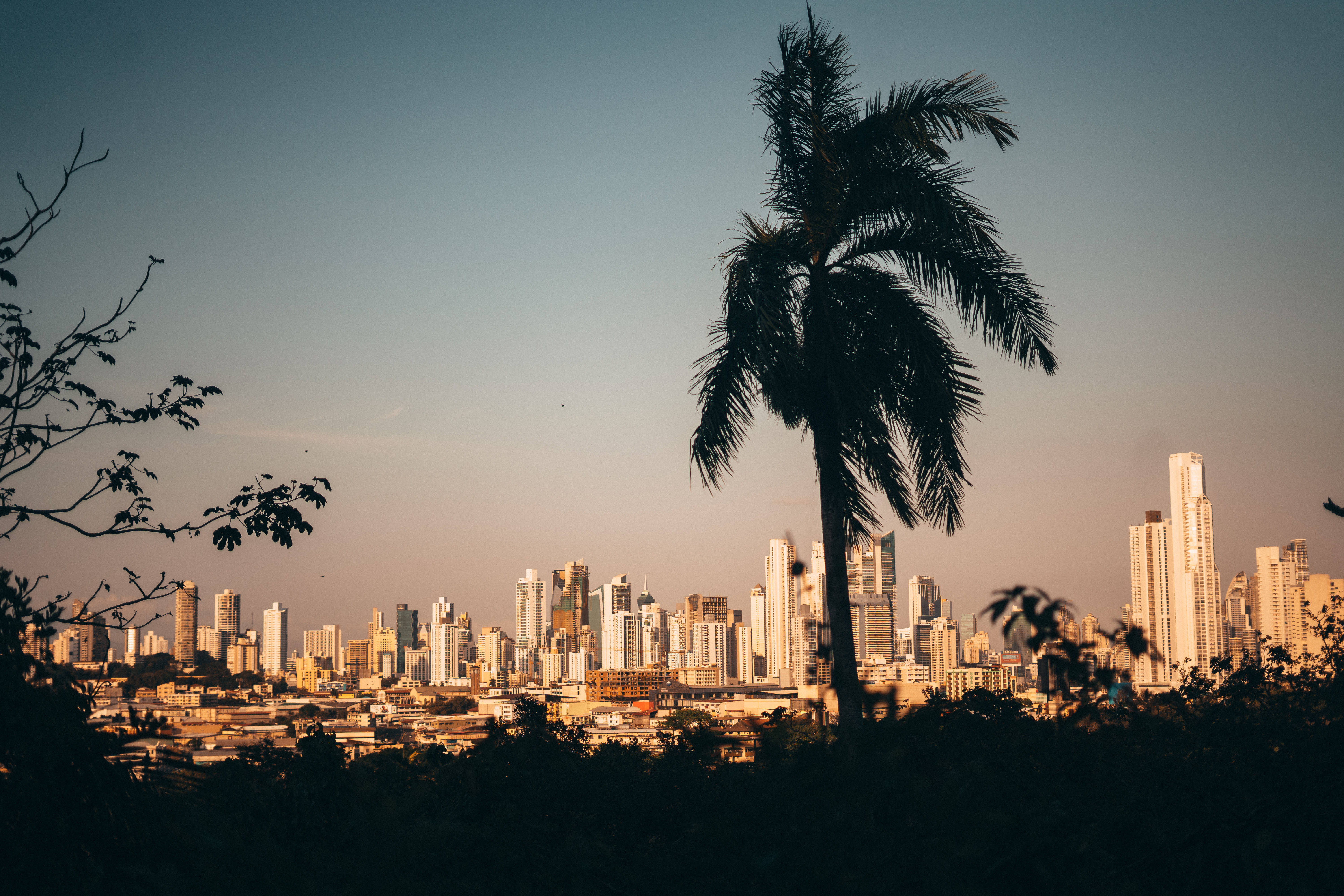 Panama, palm tree, golden sunset, 5K Desktop Wallpaper